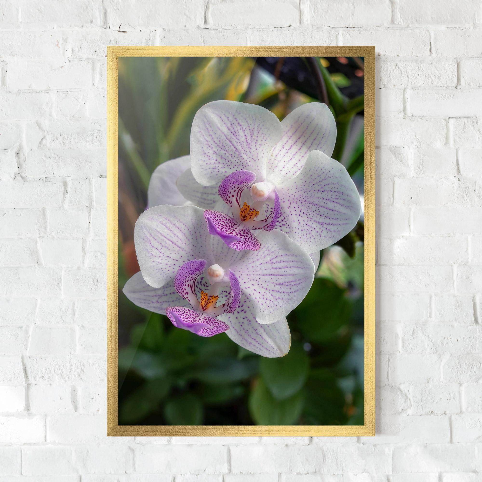 Keretezett Poszter White Orchids mockup 0