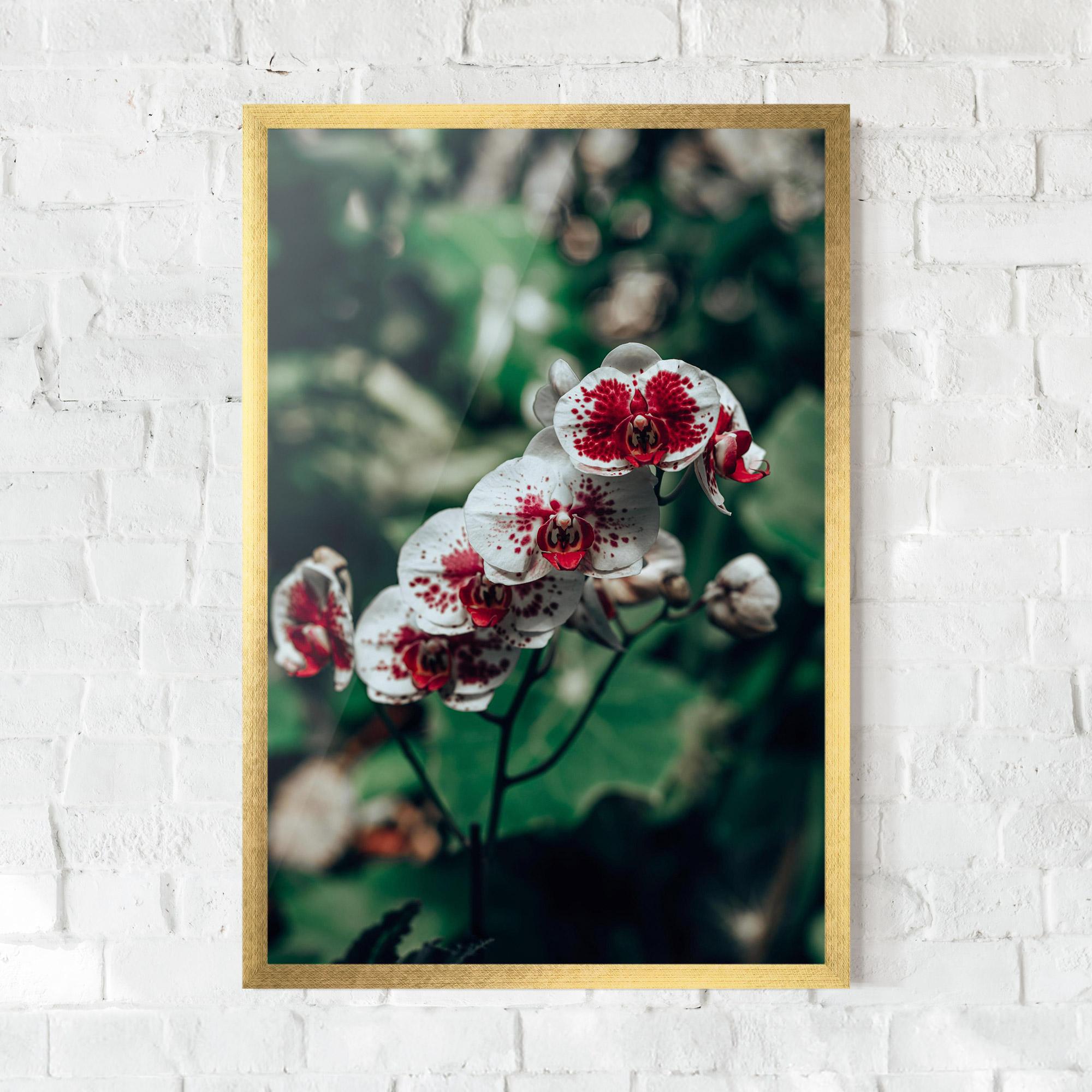 Keretezett Poszter White Red Orchid mockup 0