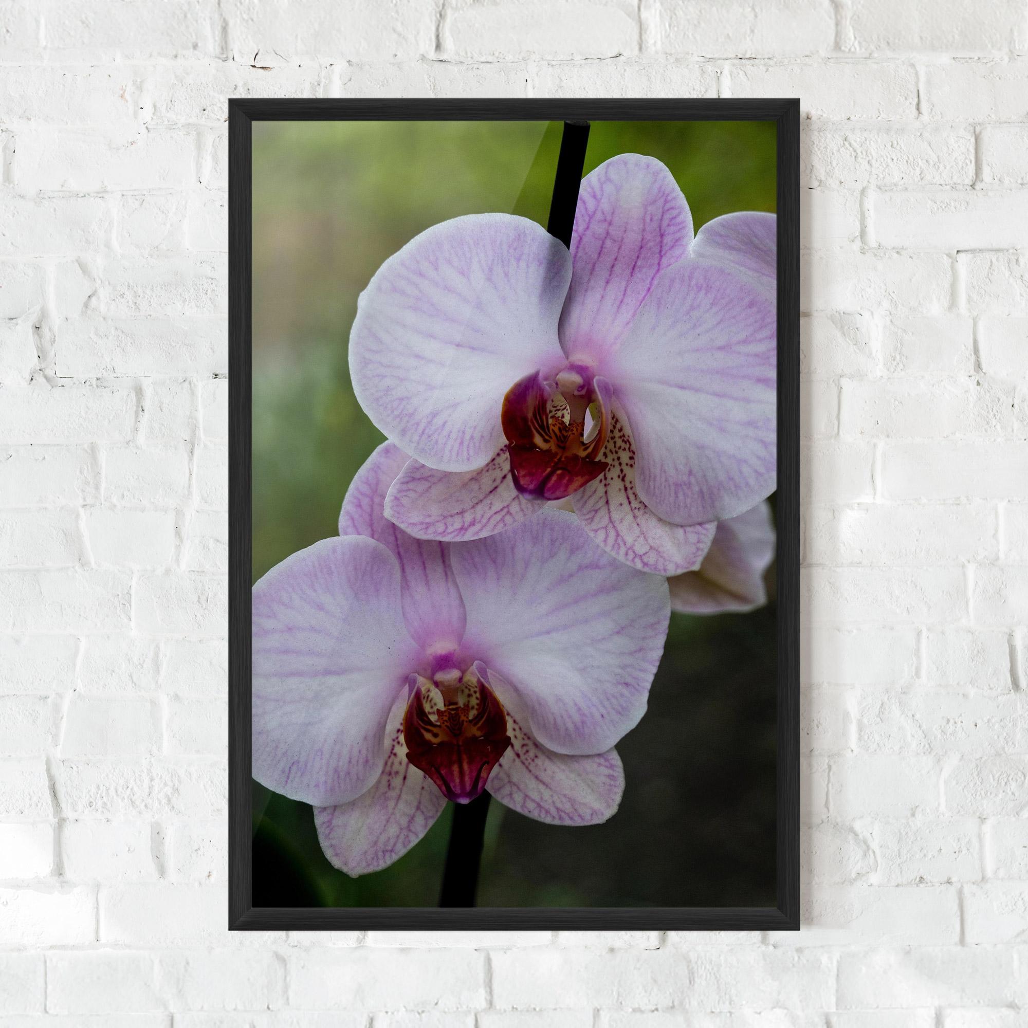 Keretezett Poszter Garden Light Purple Orchid mockup 0