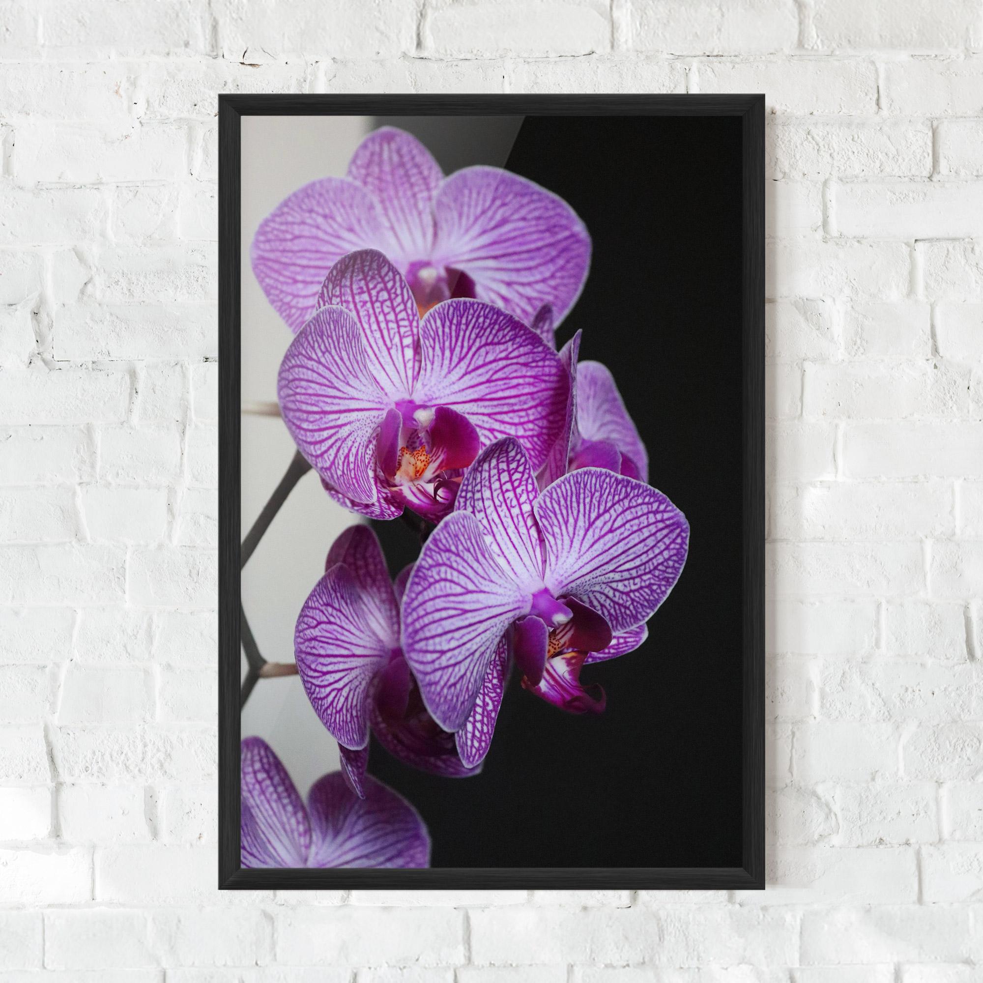 Keretezett Poszter Purple Orchid On Black mockup 0
