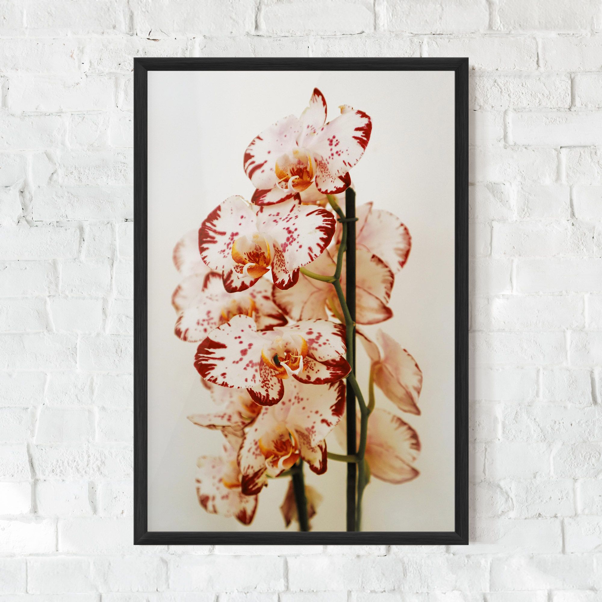 Red White Orchids mockup 0