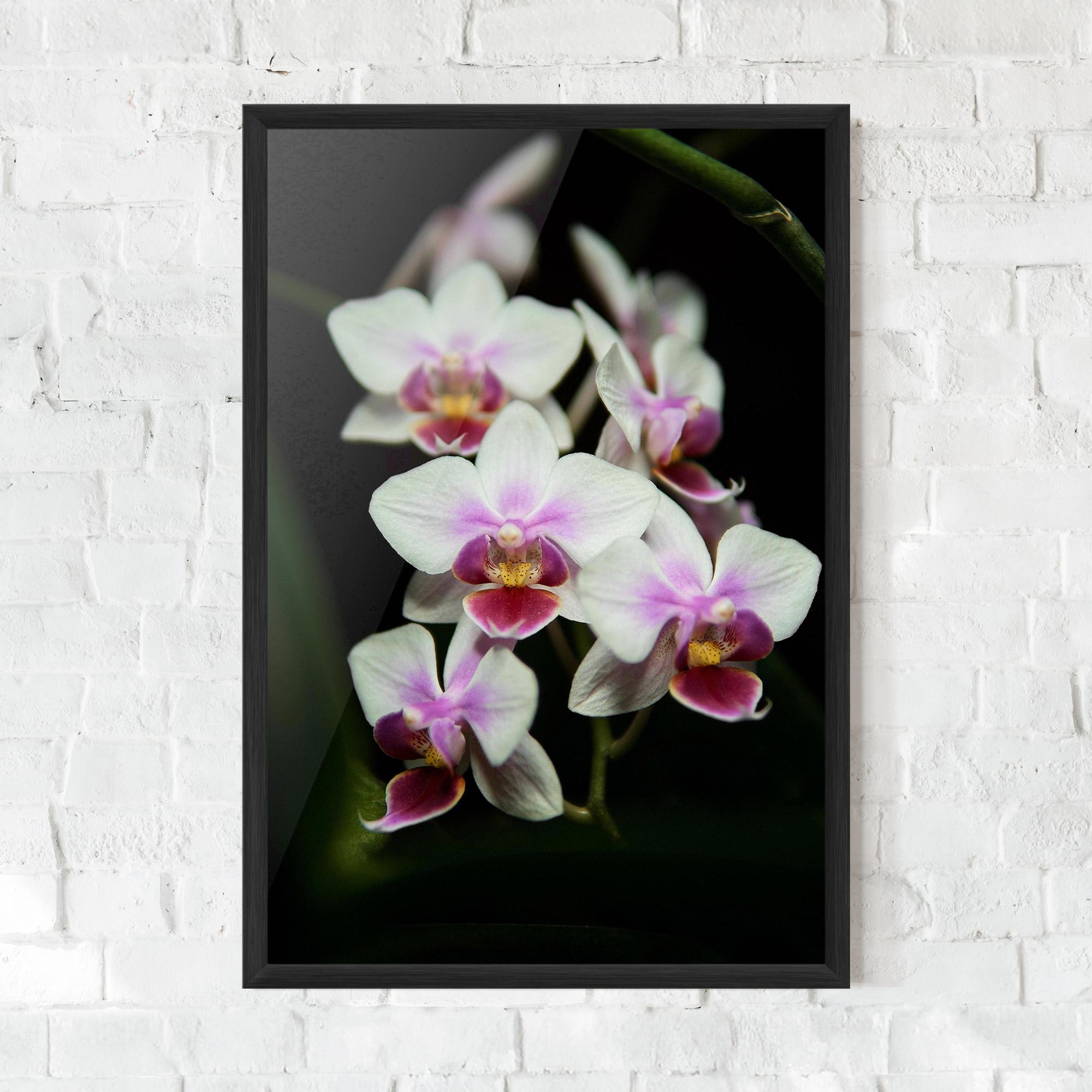 Keretezett Poszter Wild White Purple Orchid mockup 0