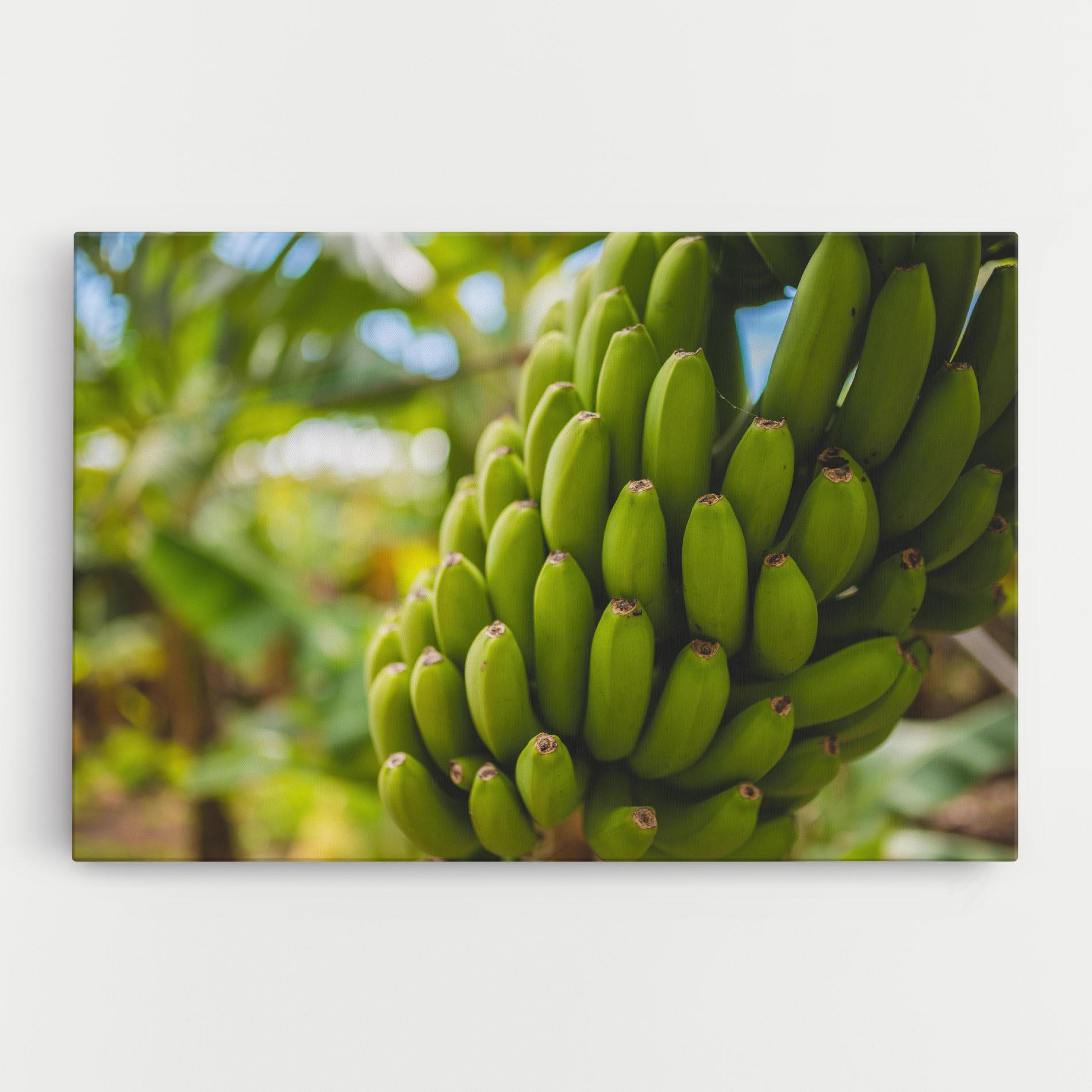 Vászonkép Green Banana mockup 0