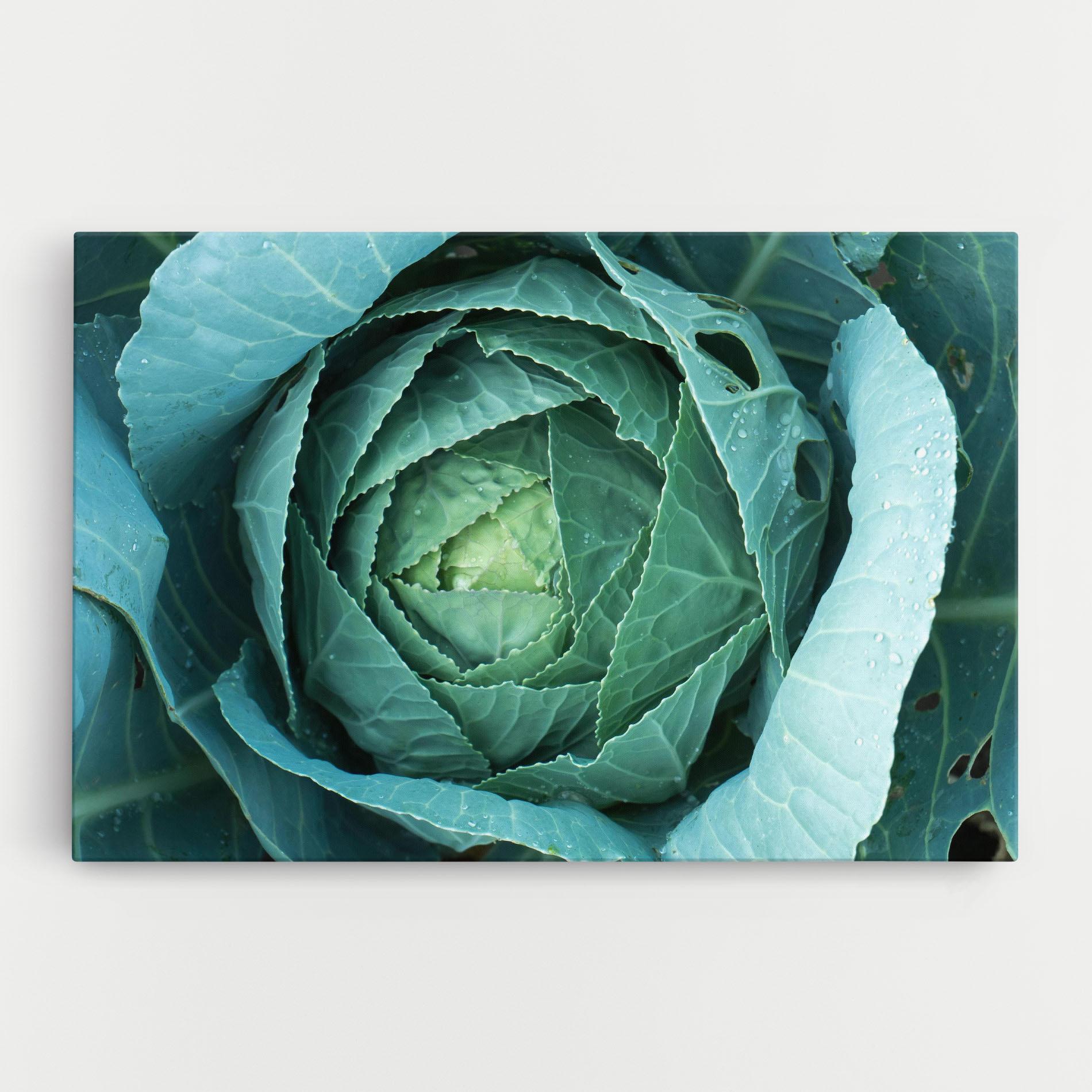 Vászonkép Blue Lettuce mockup 0