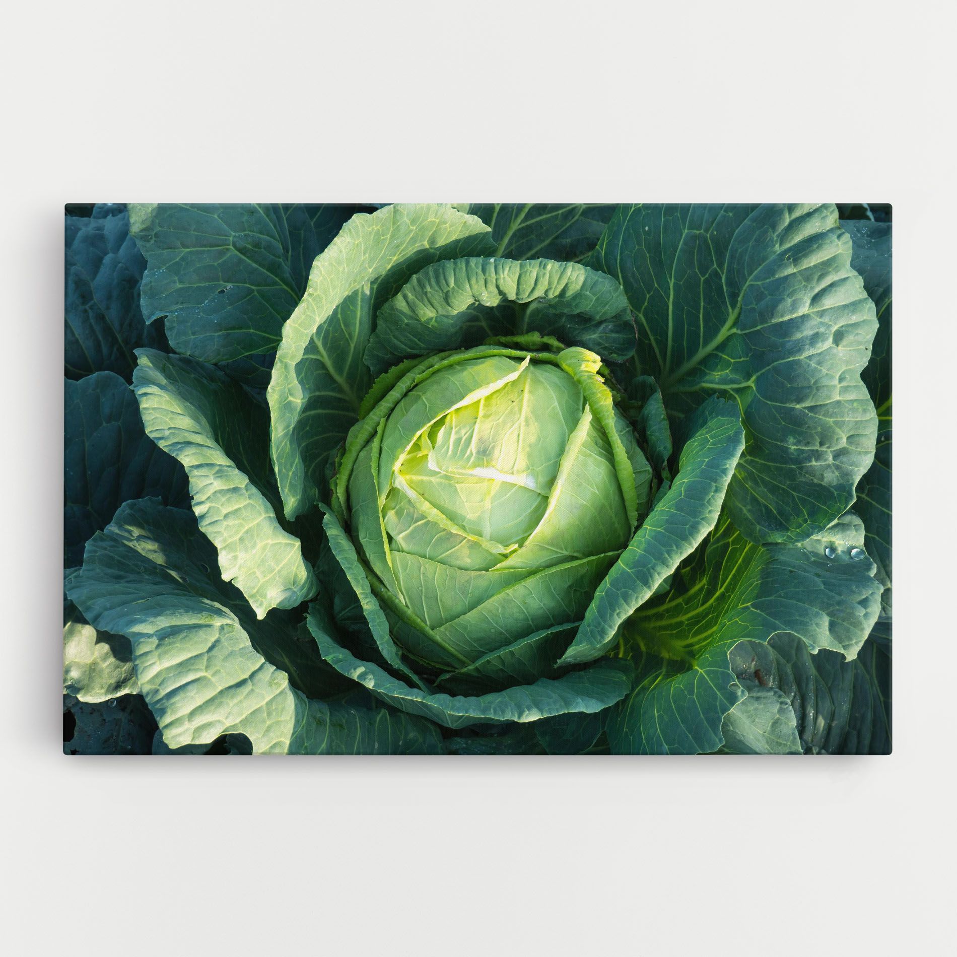 Green Lettuce mockup 0