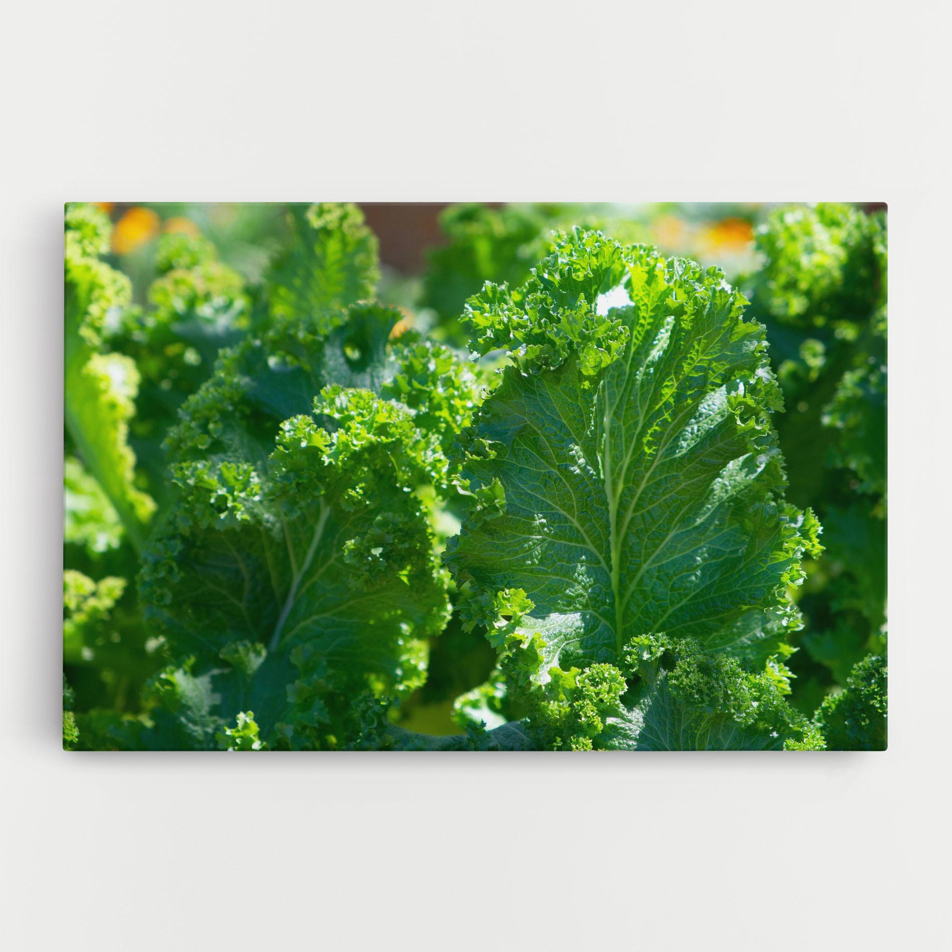 Vászonkép Lettuce View mockup 0