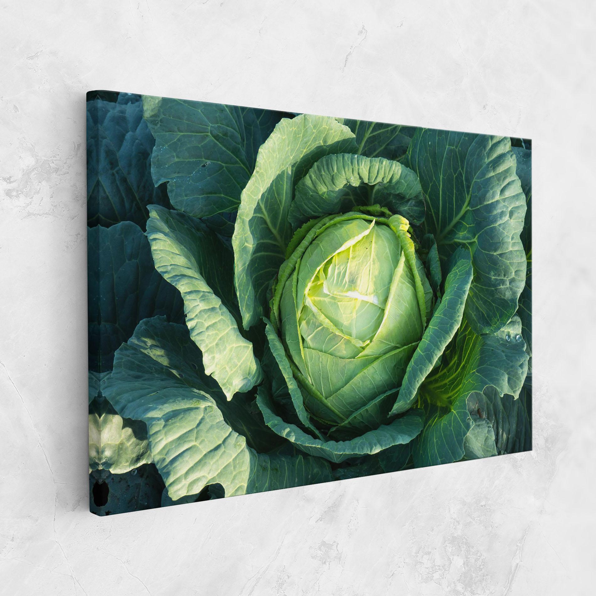 Vászonkép Green Lettuce mockup 1