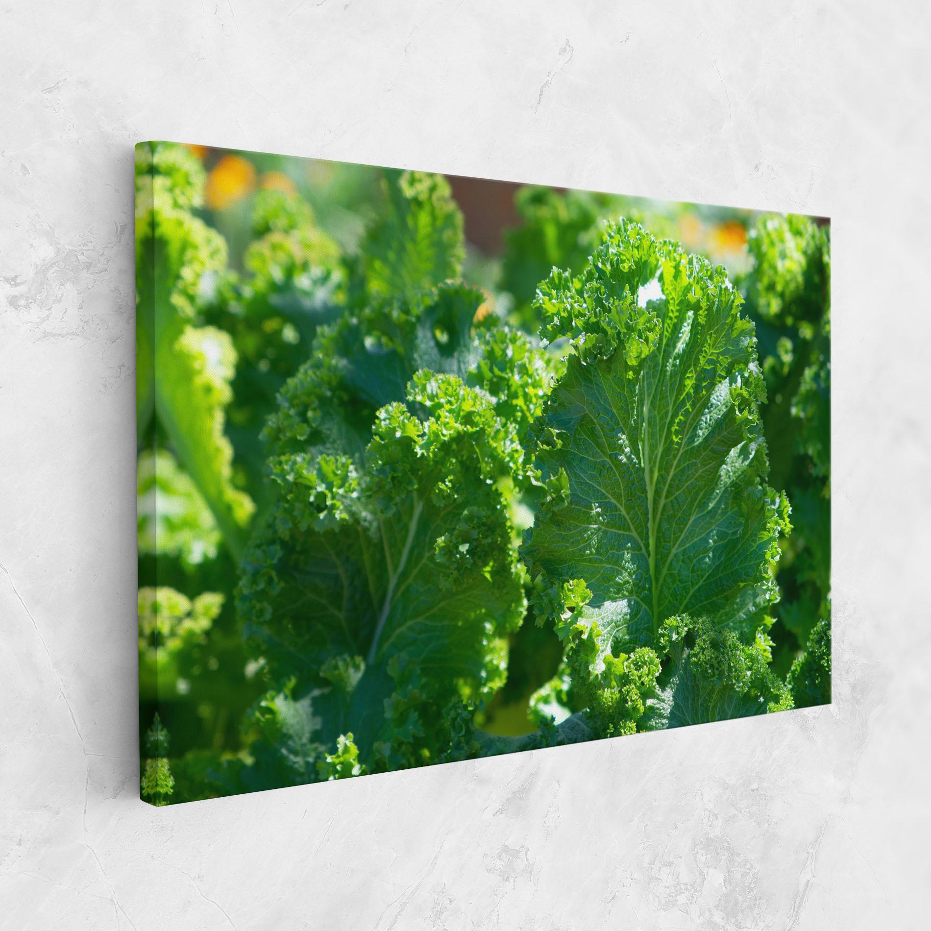 Vászonkép Lettuce View mockup 1