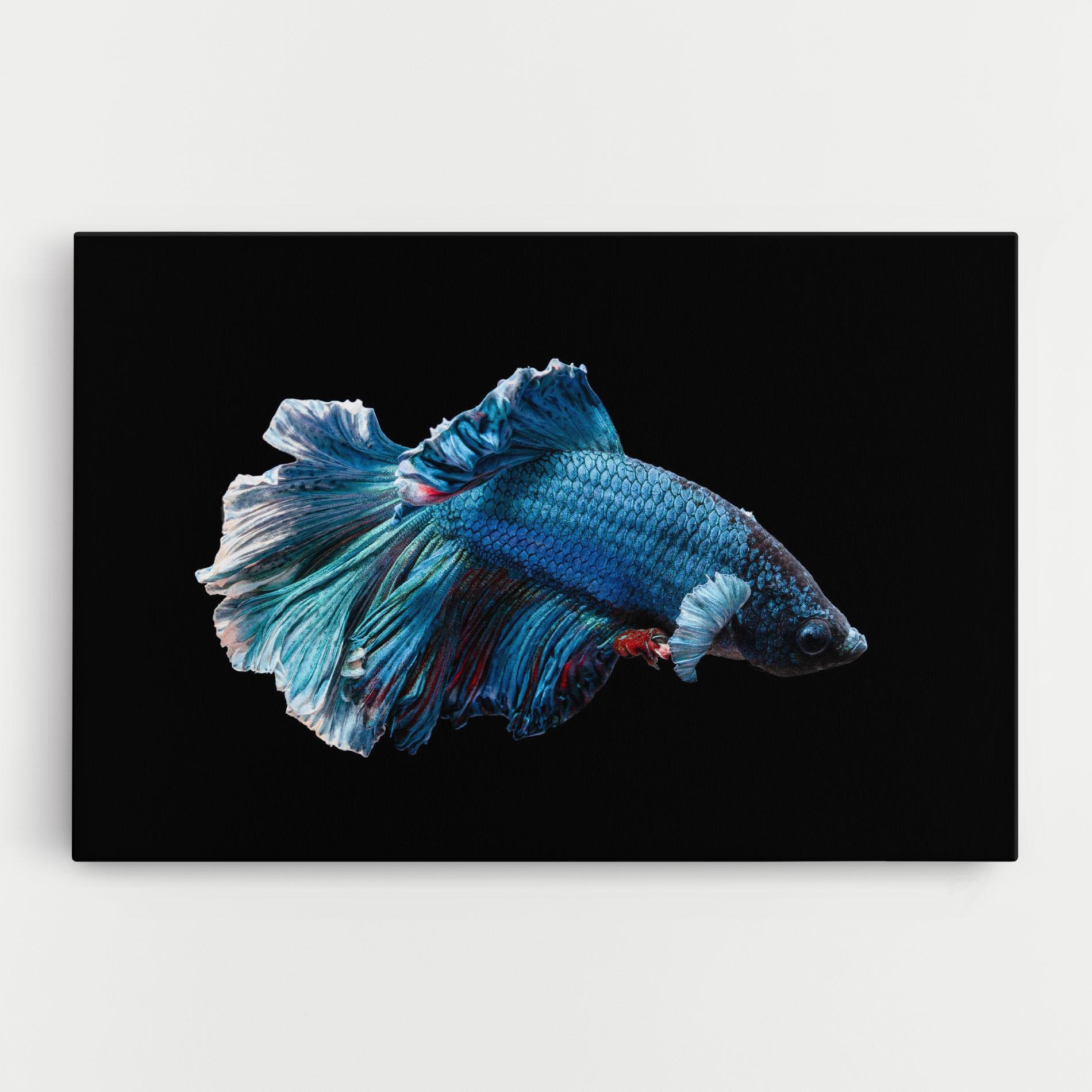 Vászonkép Blue Betta mockup 0