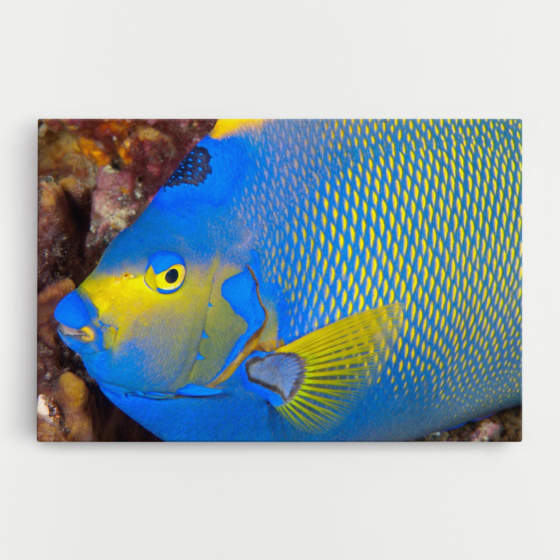 Vászonkép Blue Yellow Fish mockup 0