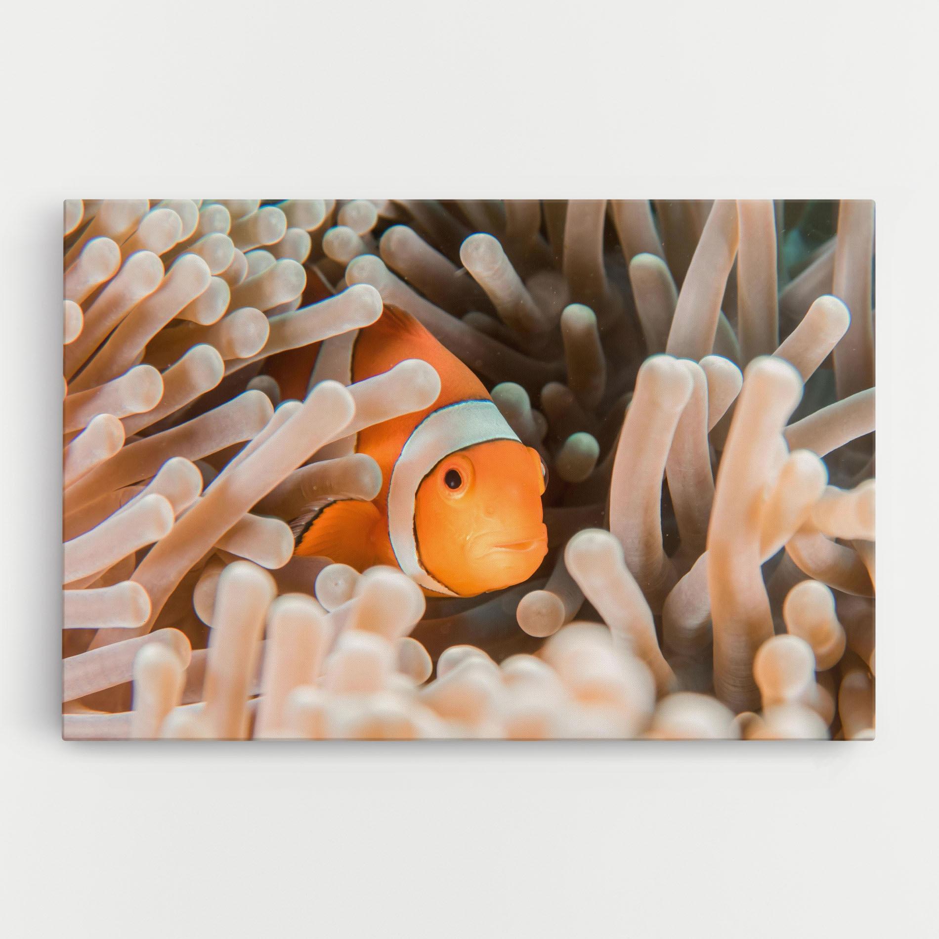 Vászonkép Cute Nemo mockup 0
