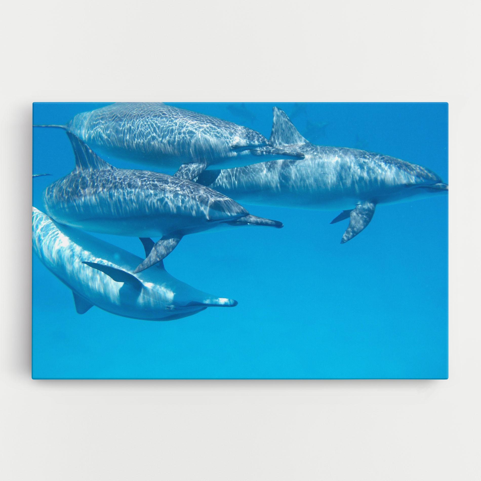 Vászonkép Family Of Dolphins mockup 0