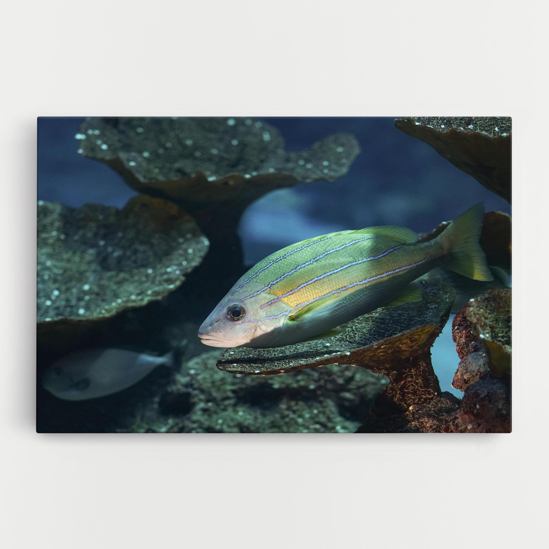 Vászonkép Green Gold Fish mockup 0