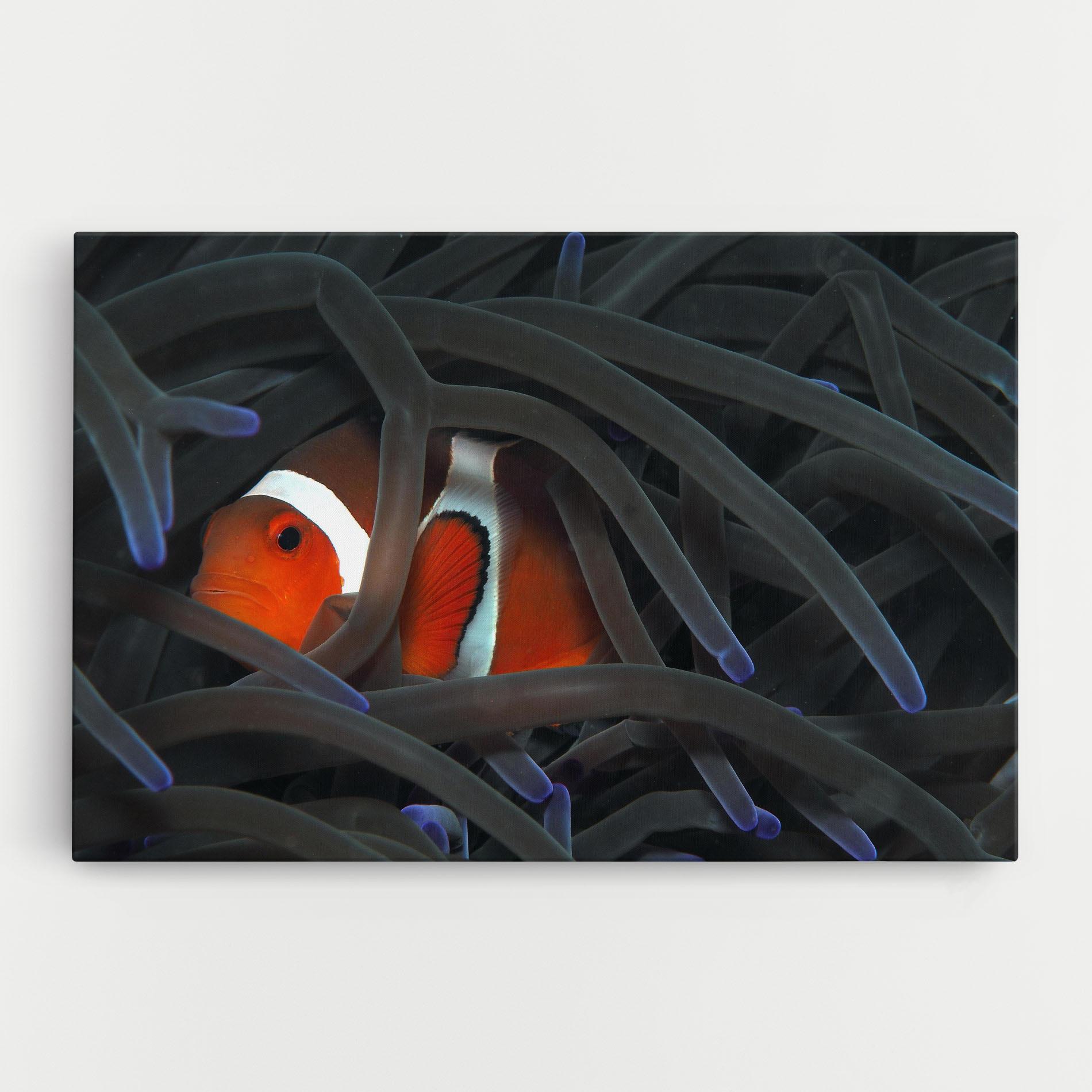 Vászonkép Nemo Hiding mockup 0