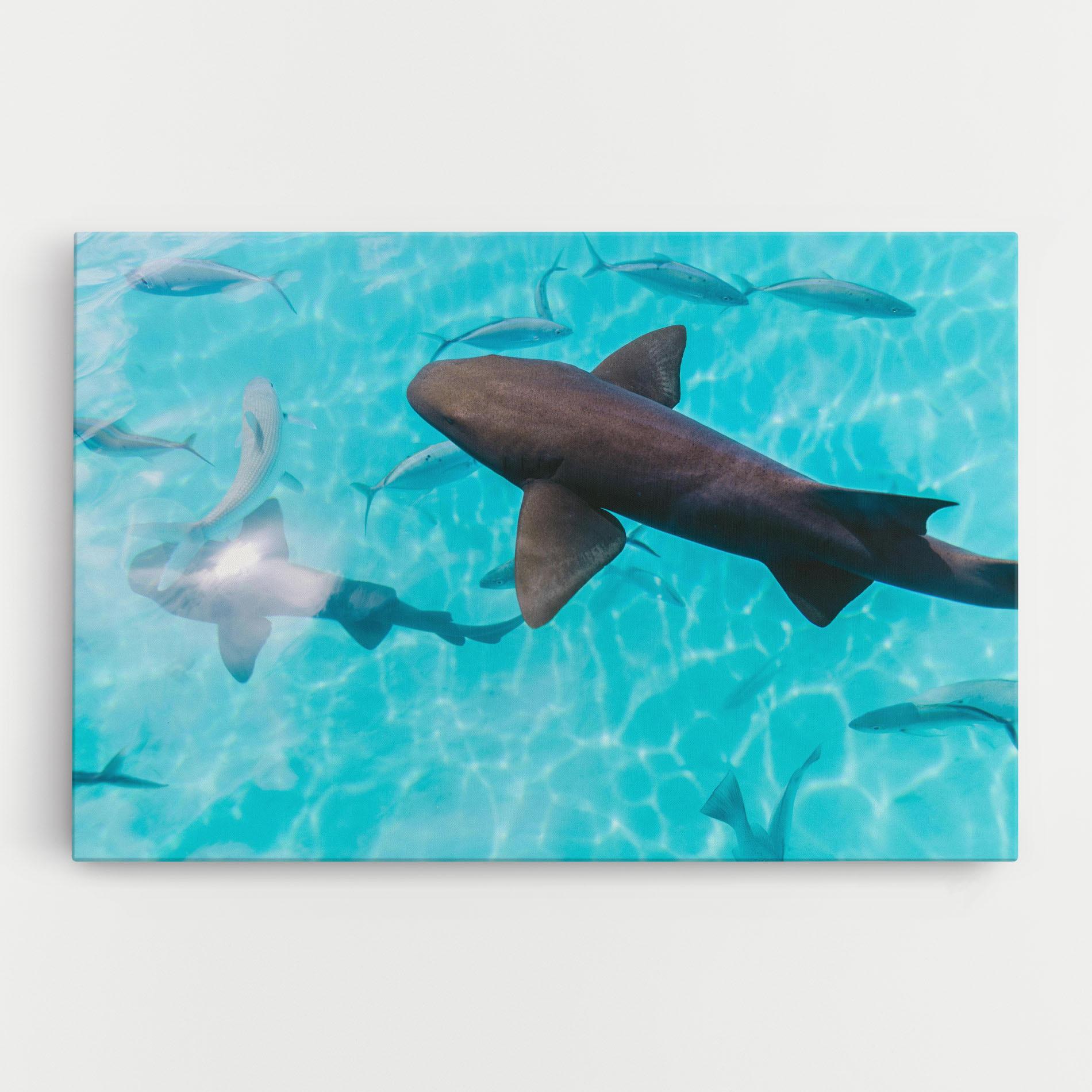 Vászonkép Pretty Shark mockup 0