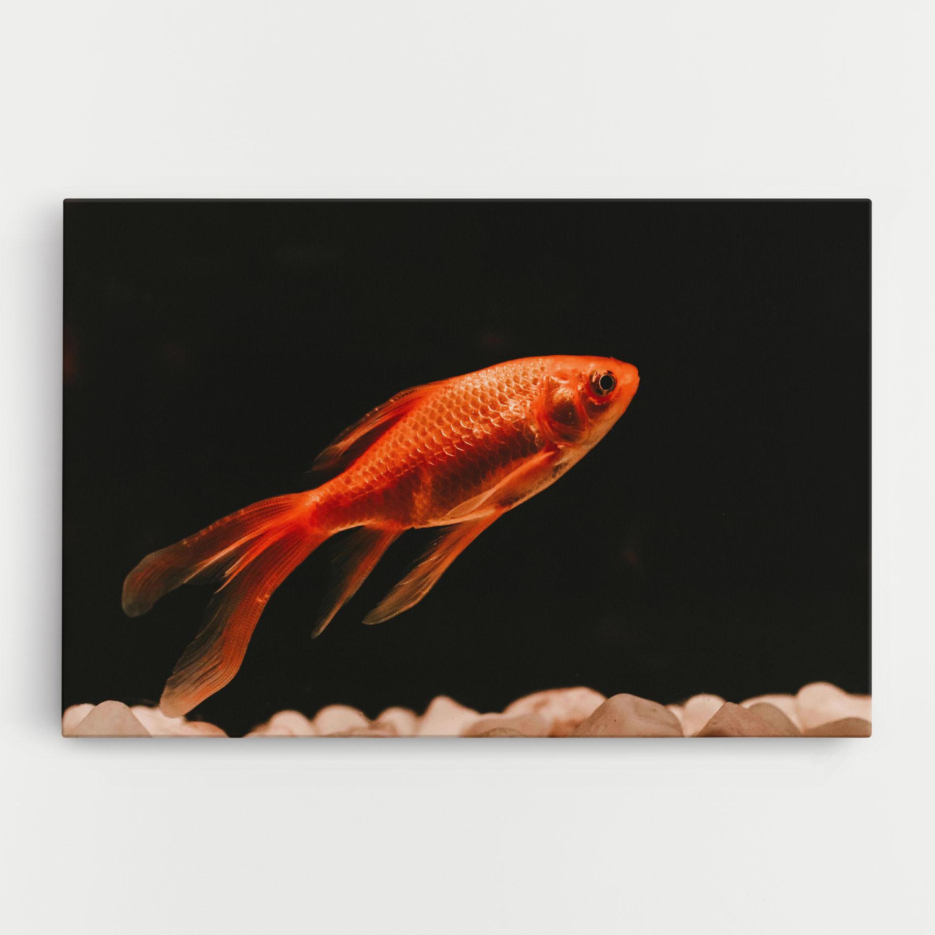 Vászonkép Small Orange Fish mockup 0