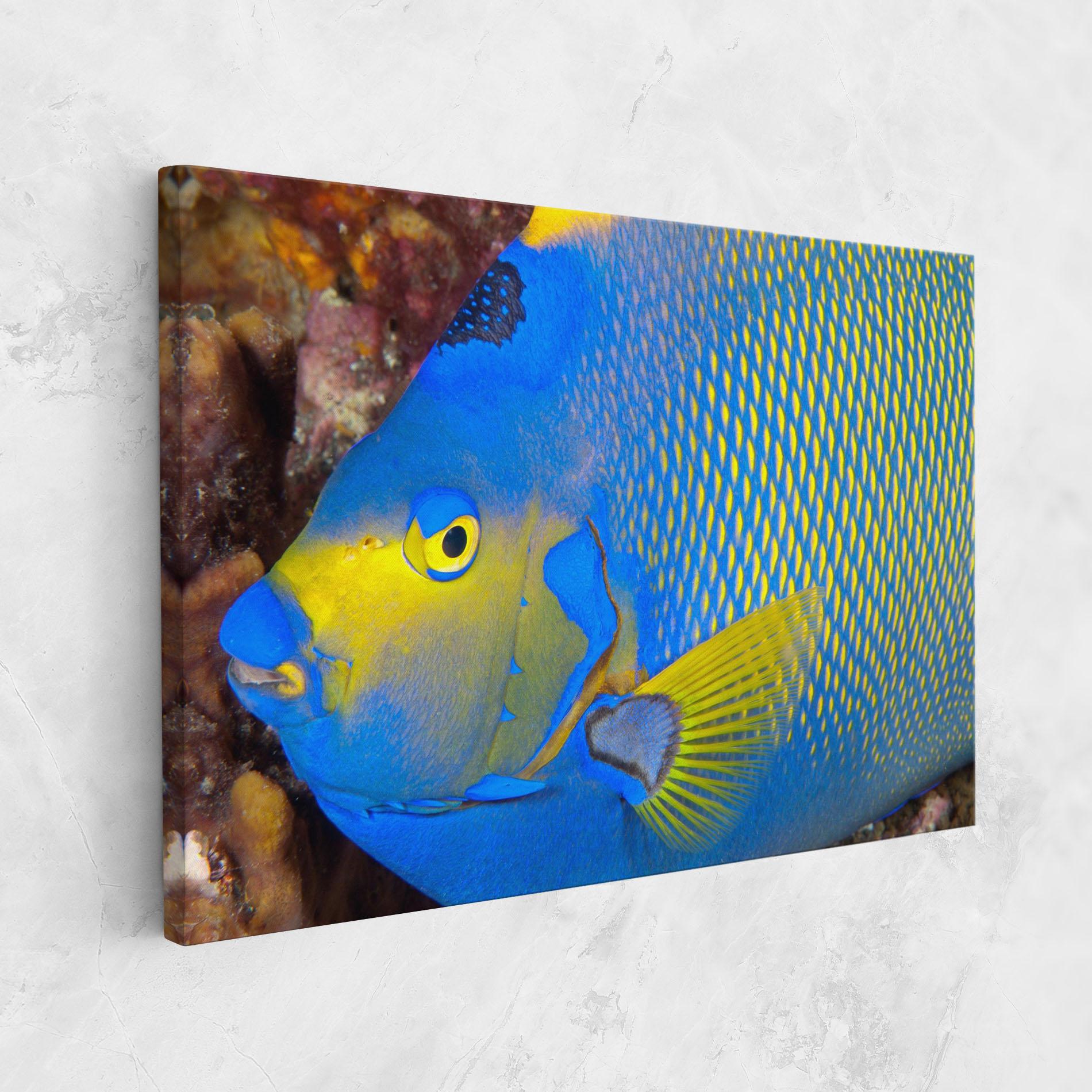 Vászonkép Blue Yellow Fish mockup 1