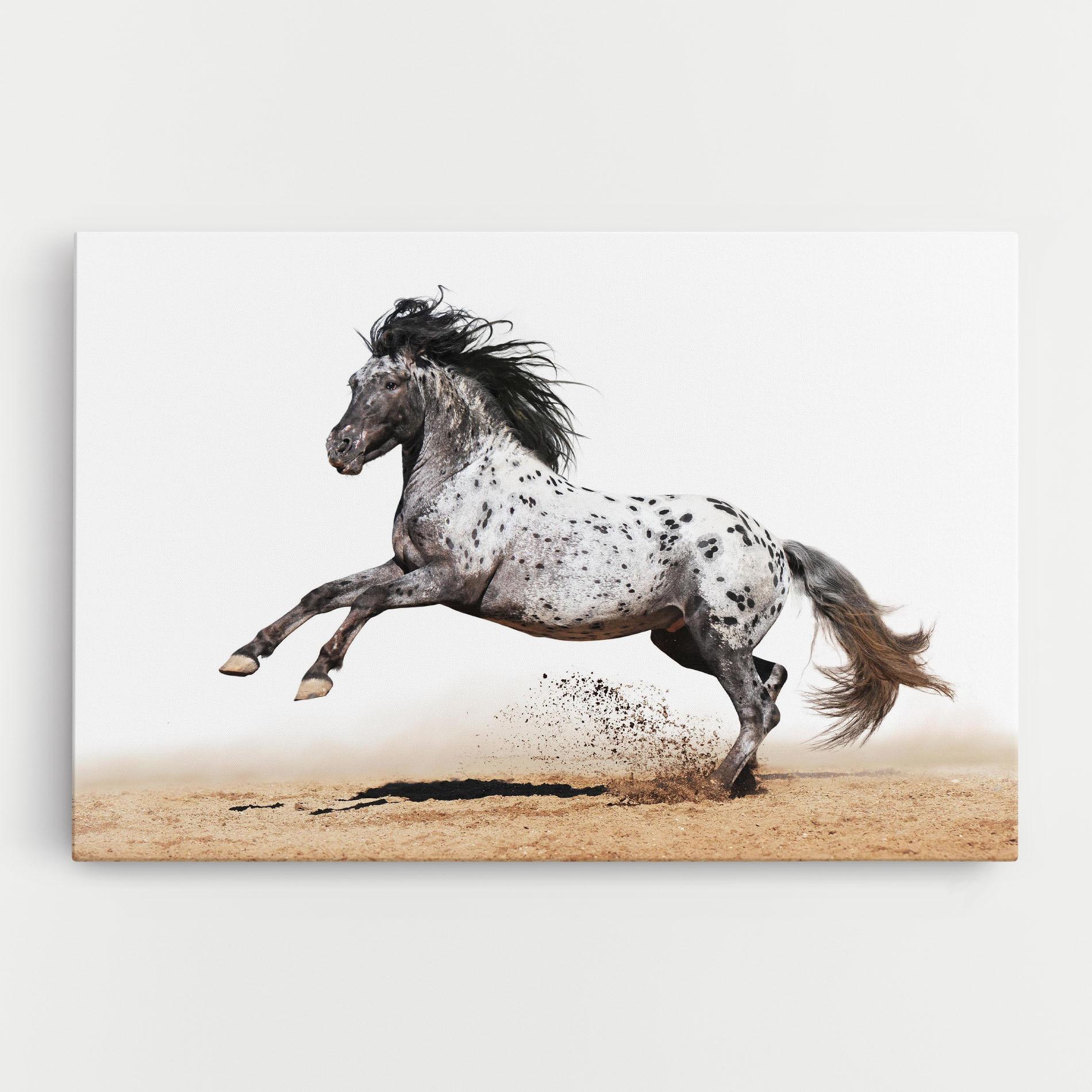 Vászonkép Appaloosa Horse Running mockup 0