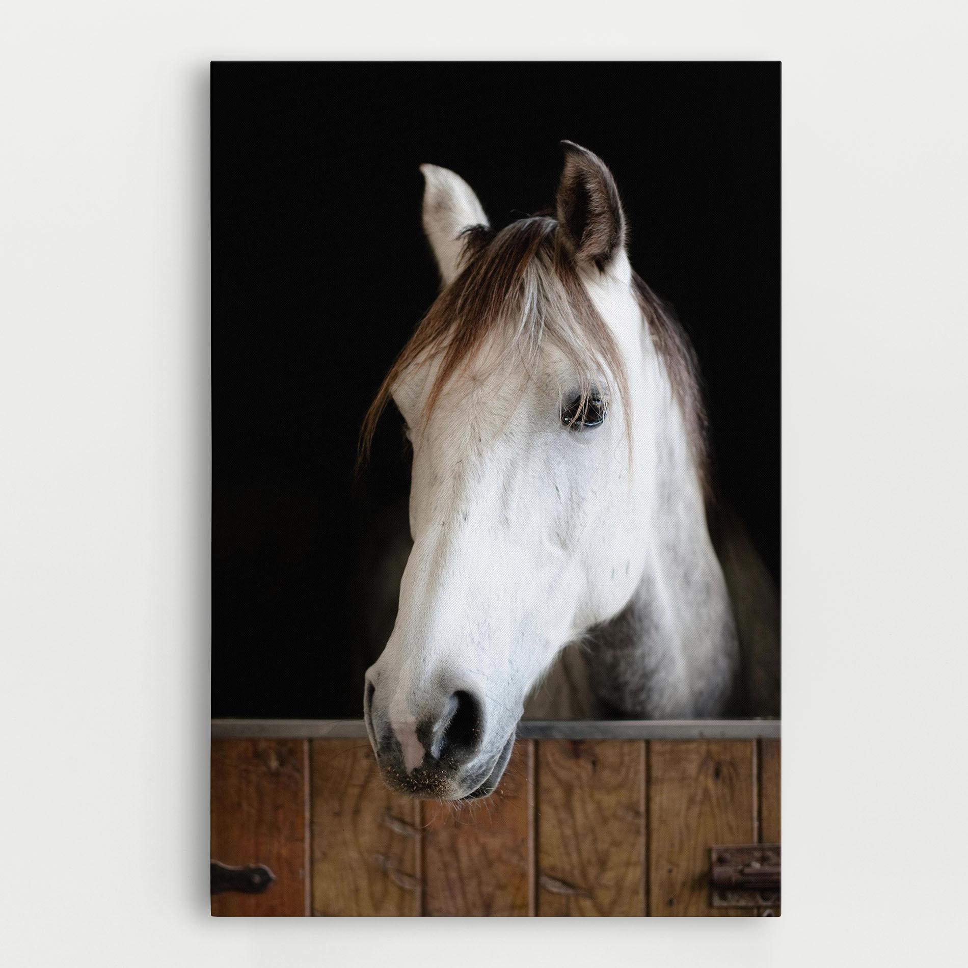 Vászonkép Grey Horse Head mockup 0