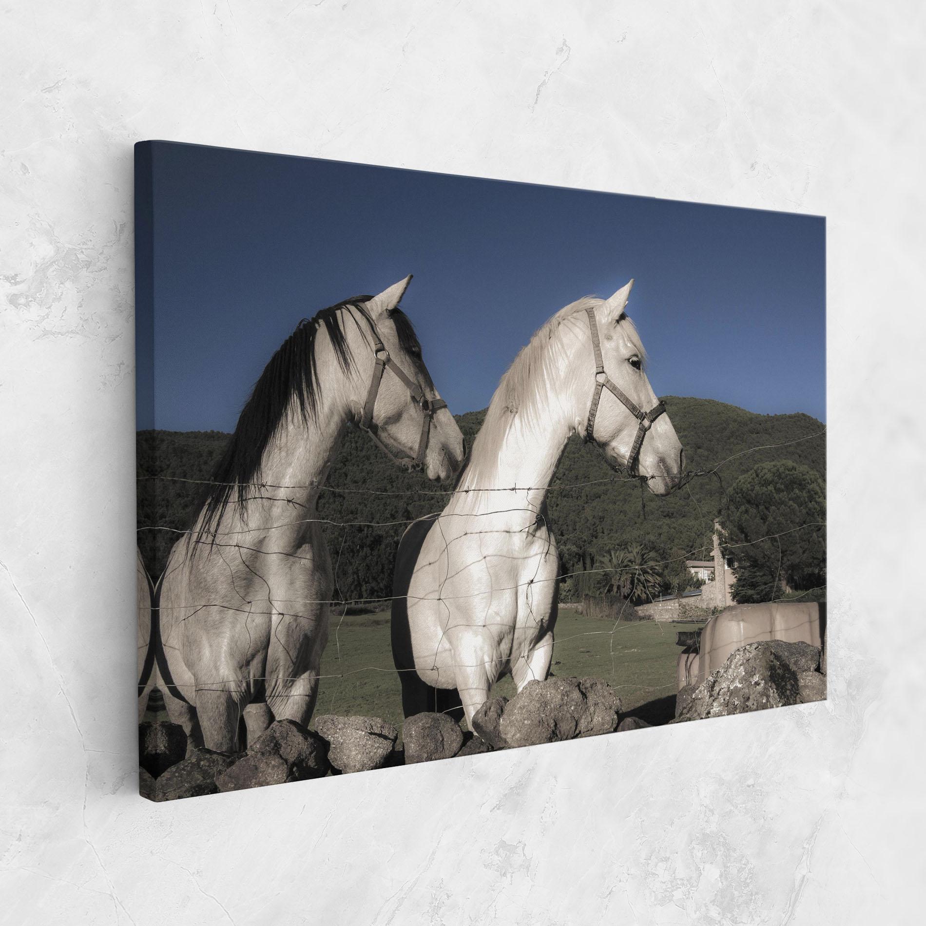 Vászonkép White Grey Horse mockup 1
