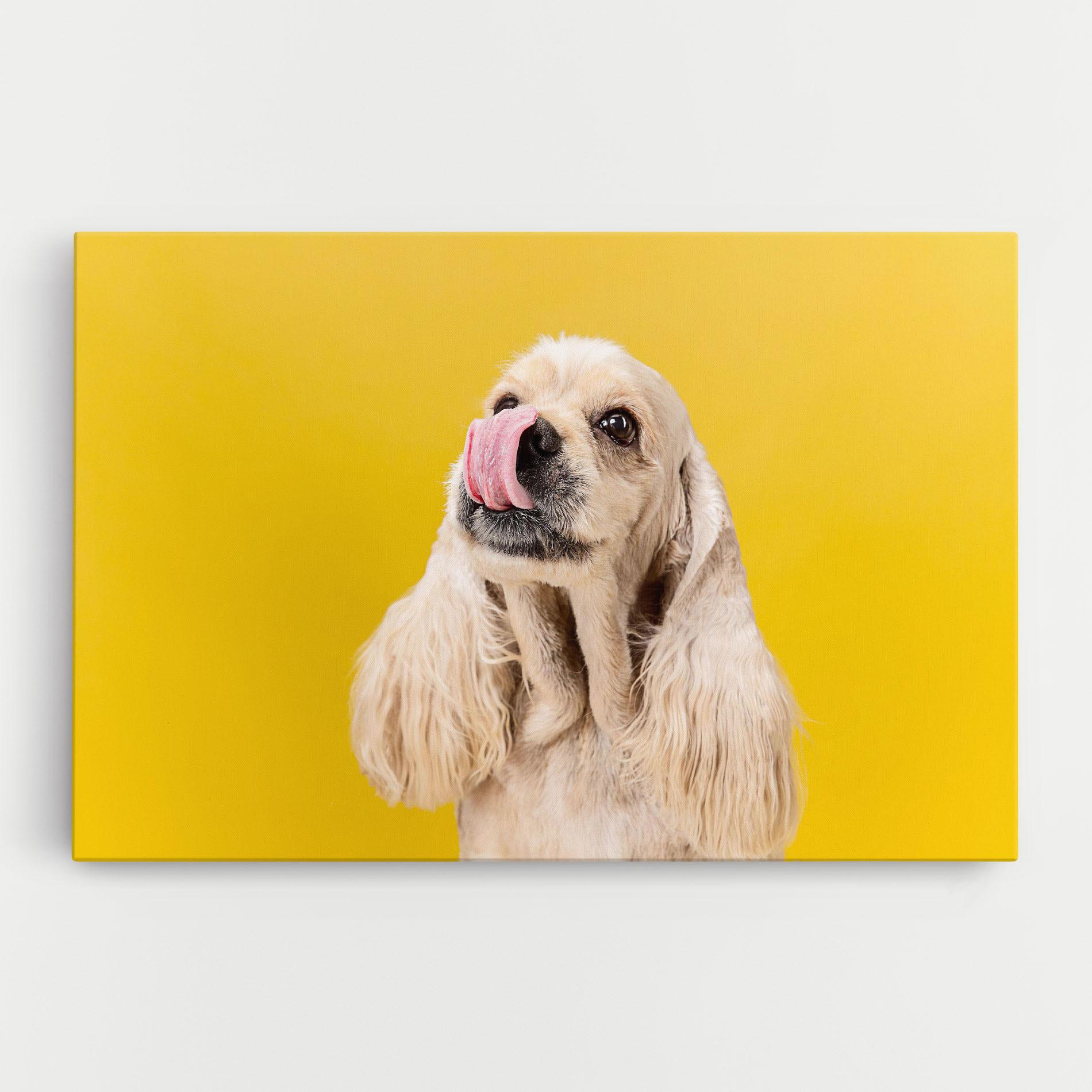 Vászonkép American Spaniel mockup 0
