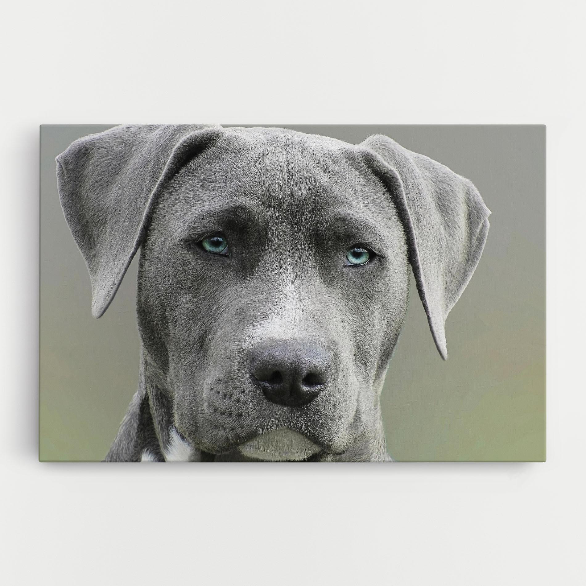 Vászonkép Blue Eyes Dog mockup 0