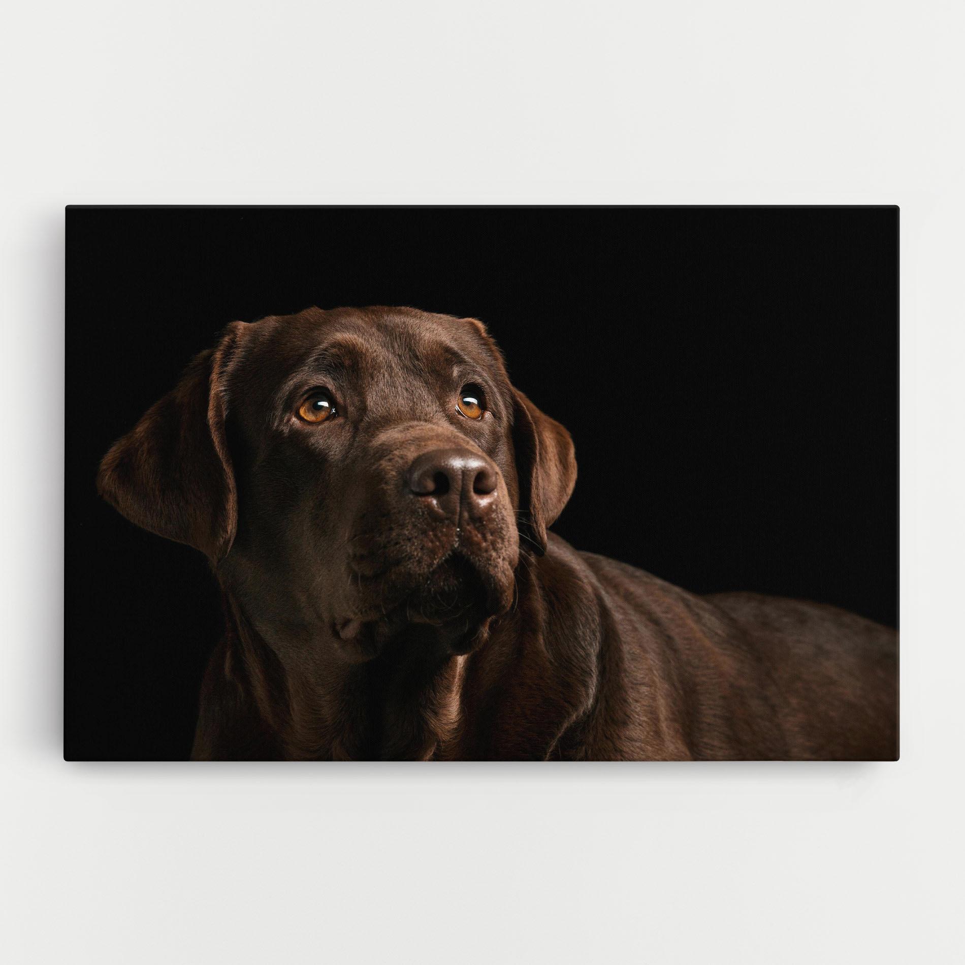Vászonkép Brown Labrador mockup 0