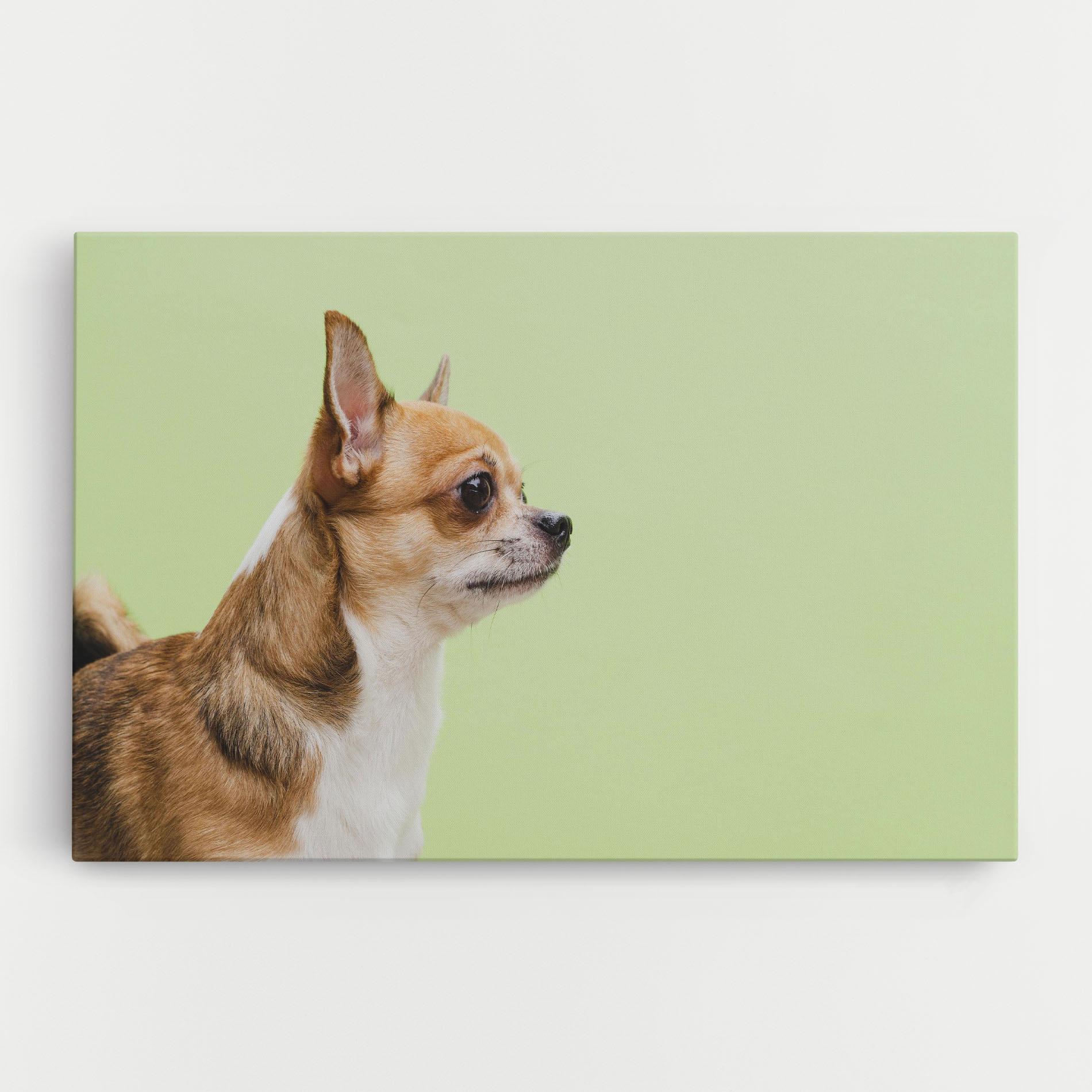 Vászonkép Chihuahua Dog mockup 0