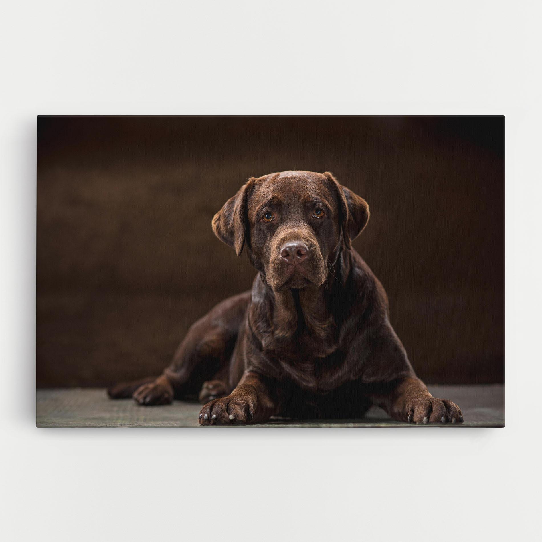 Vászonkép Cute Brown Labrador mockup 0