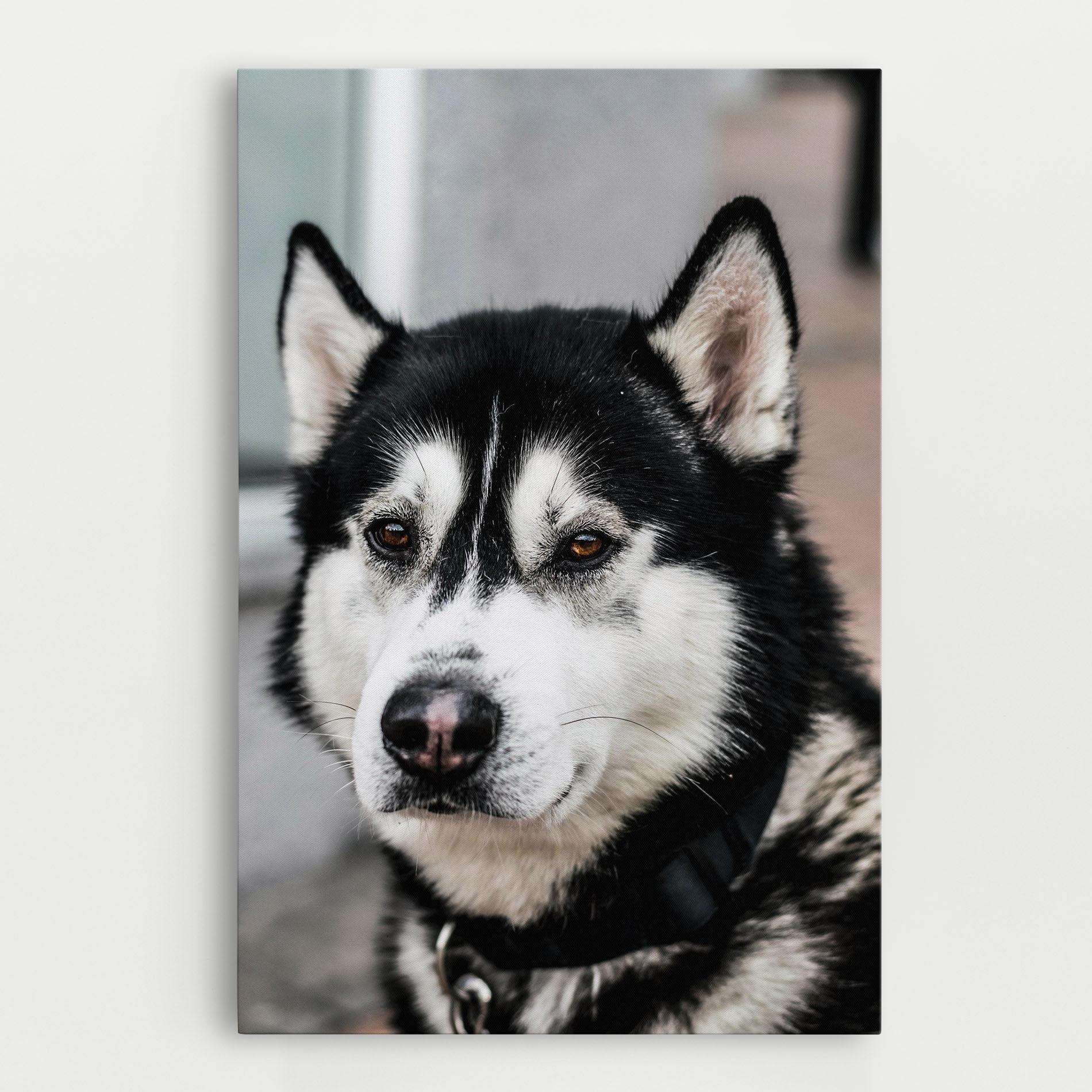 Vászonkép Husky Dog mockup 0