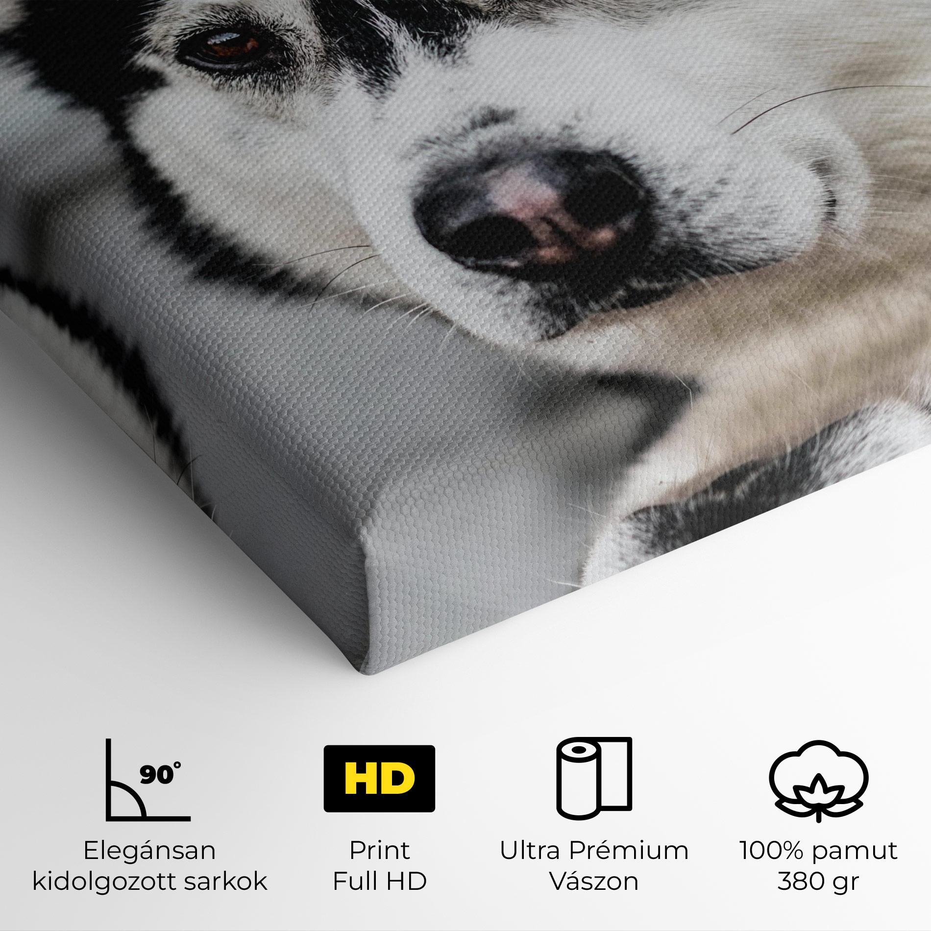 Vászonkép Husky Dog mockup 4