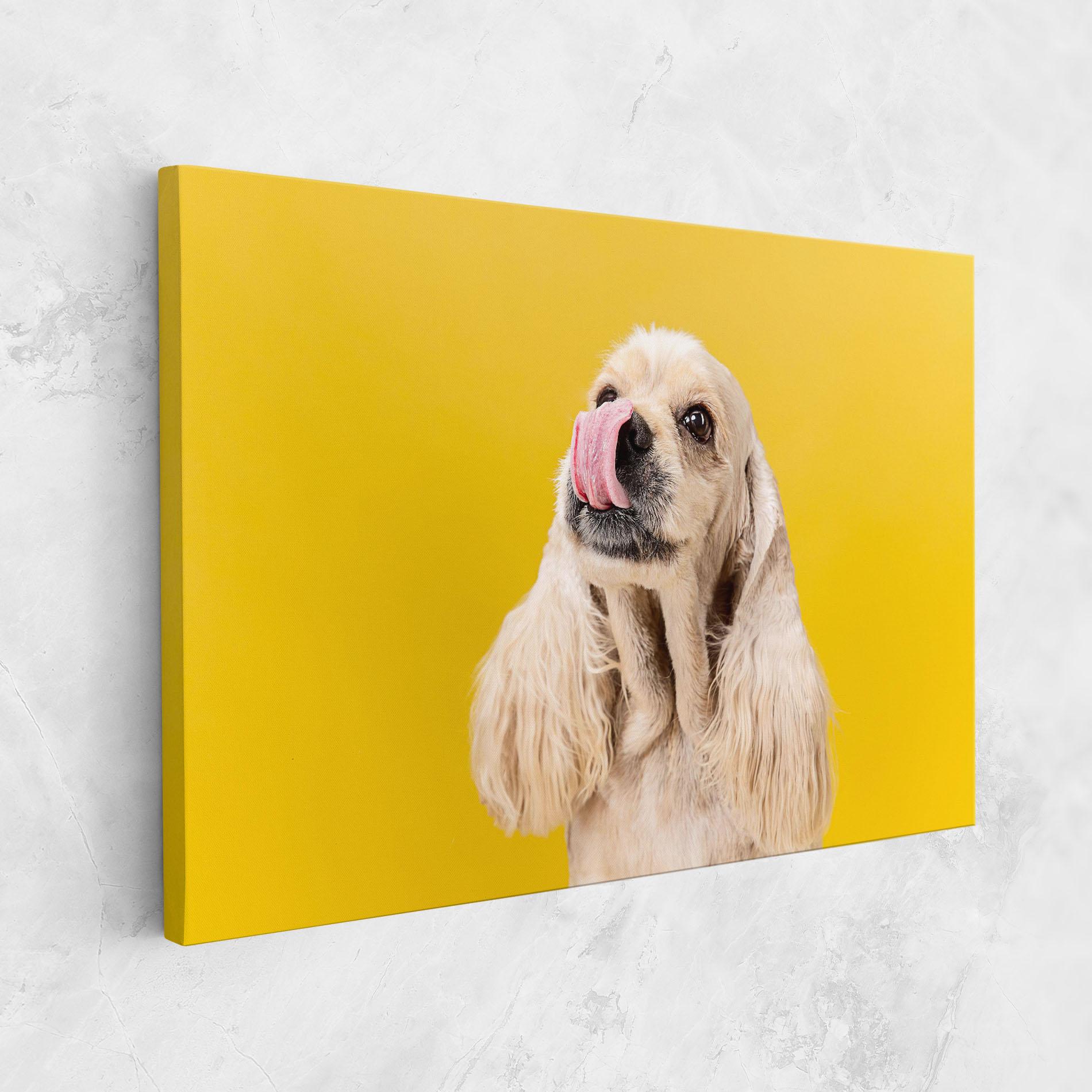 Vászonkép American Spaniel mockup 1