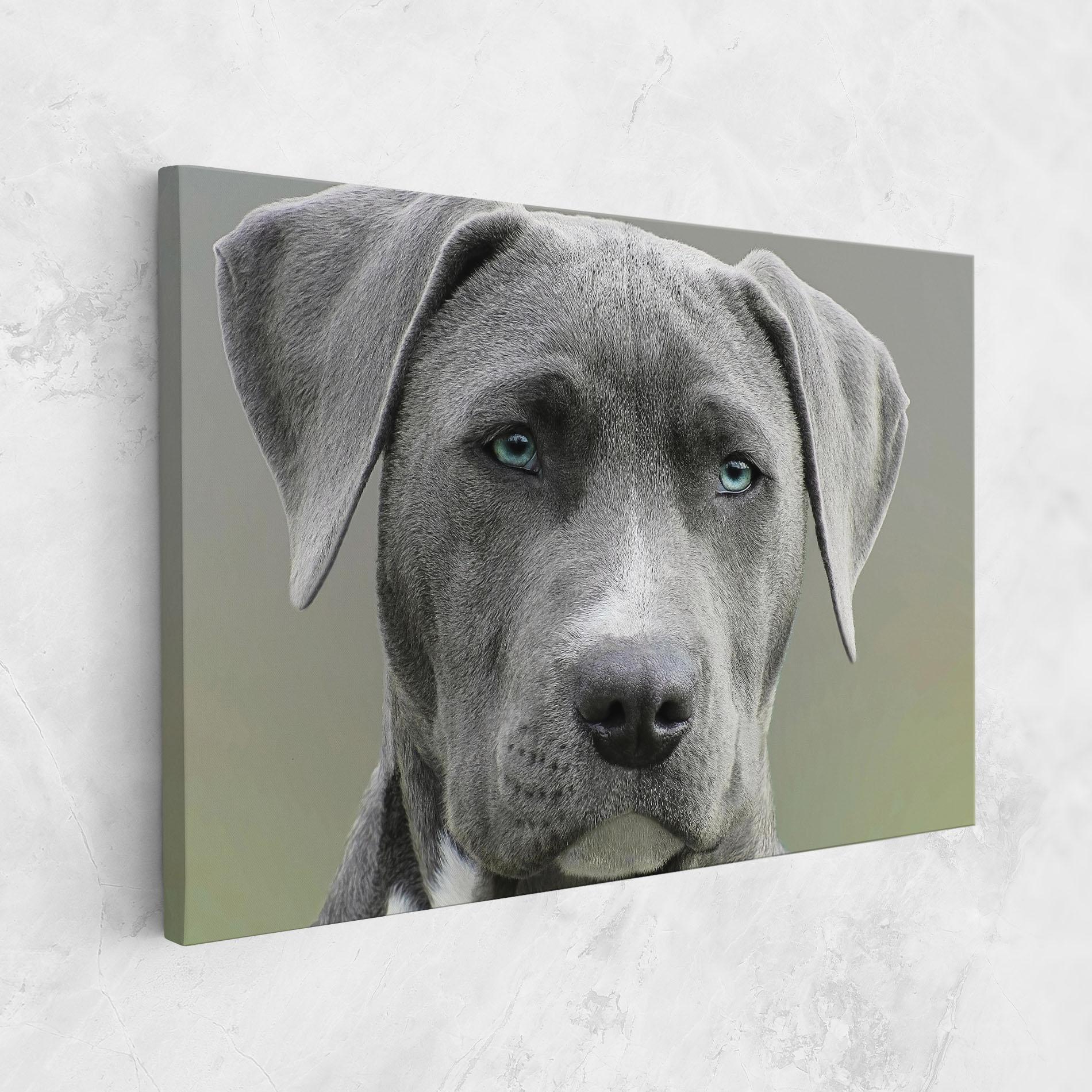Vászonkép Blue Eyes Dog mockup 1
