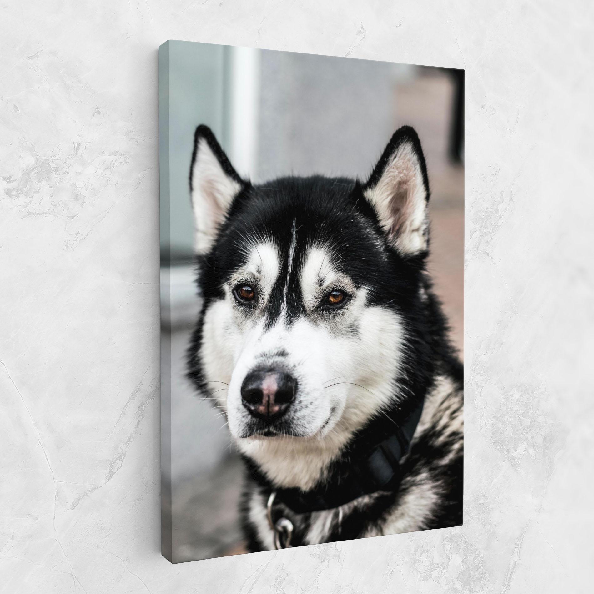 Vászonkép Husky Dog mockup 1