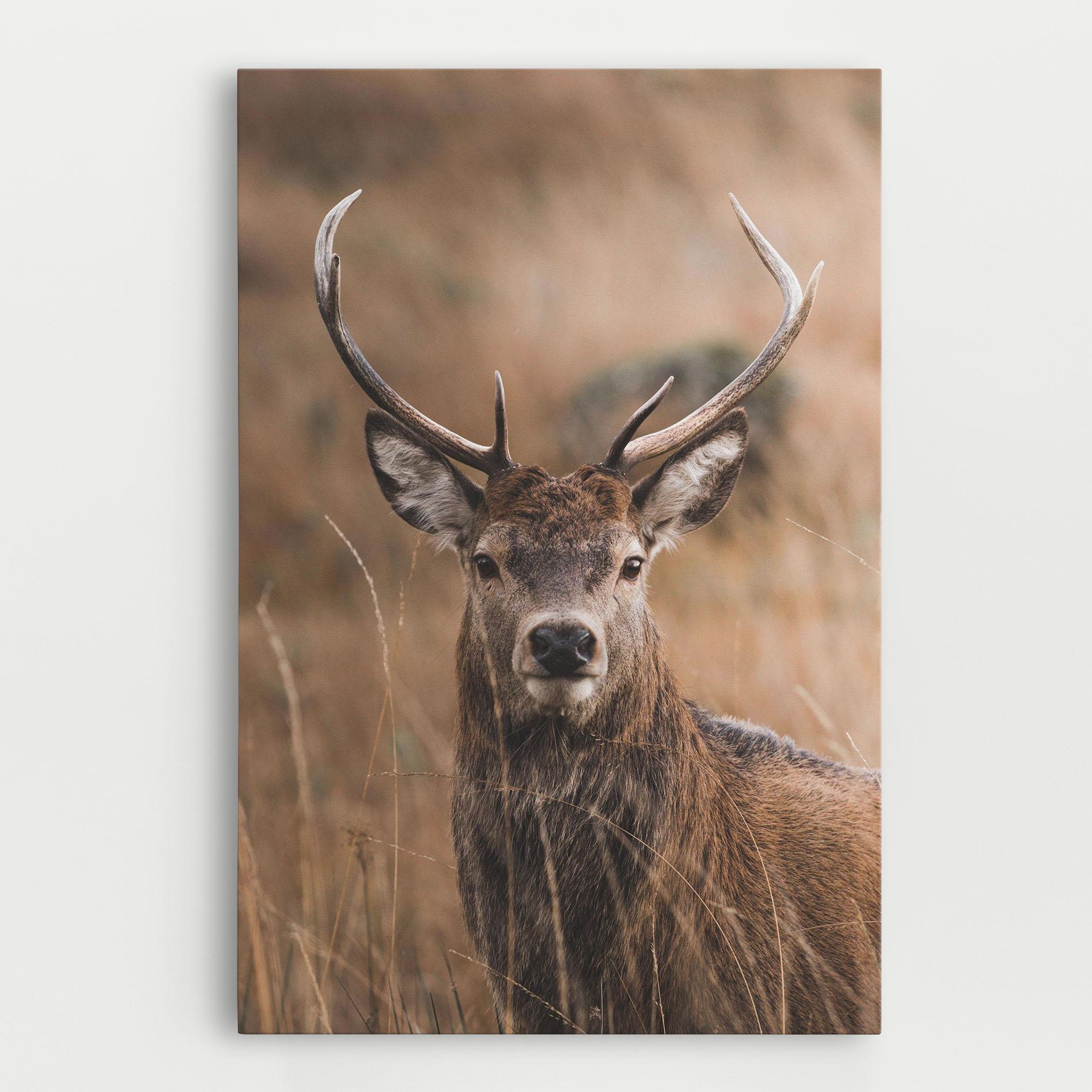 Vászonkép Majestic Deer mockup 0