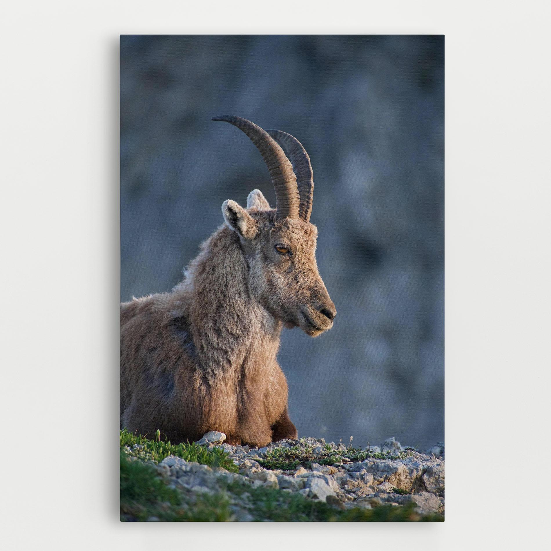 Vászonkép Mountain Goat mockup 0