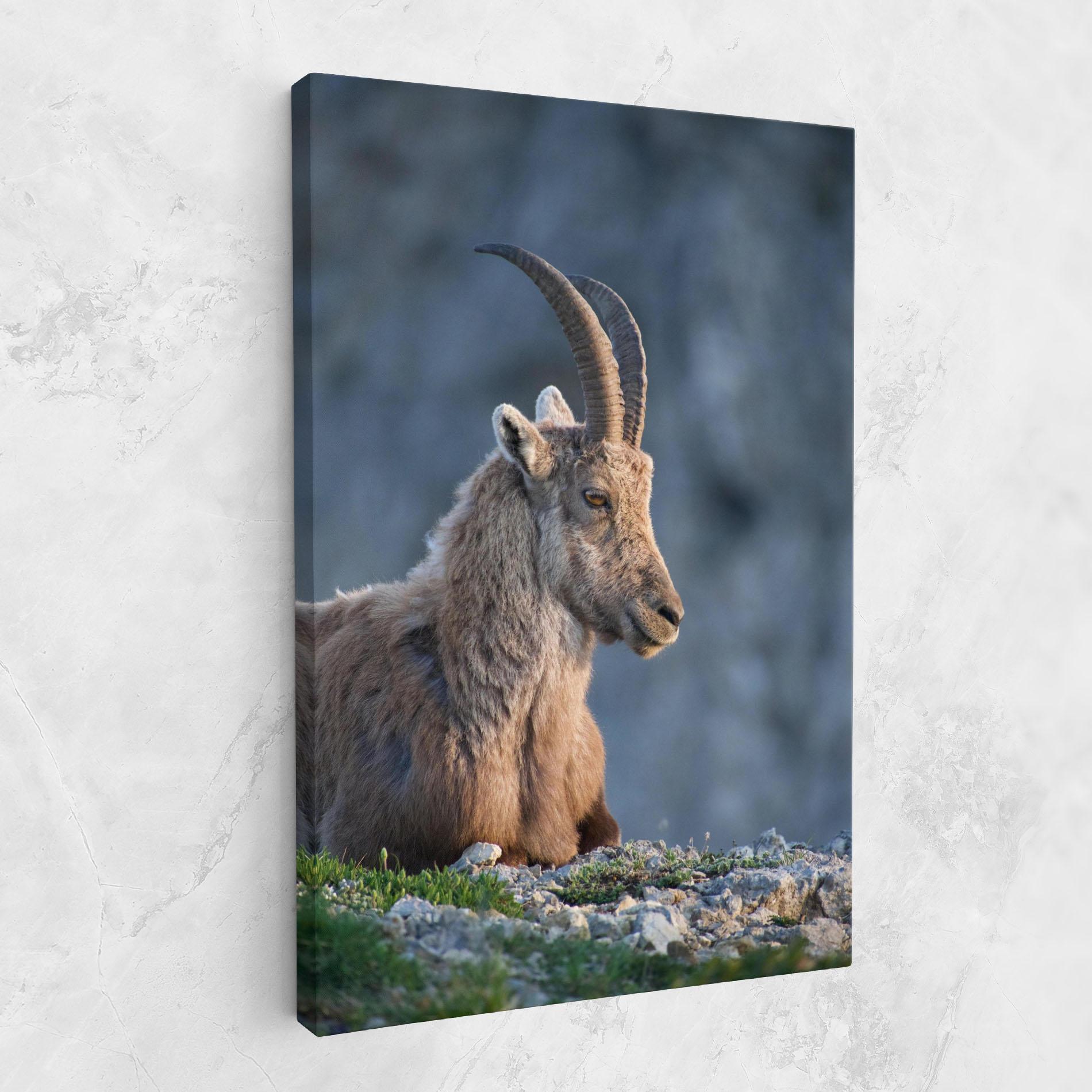 Vászonkép Mountain Goat mockup 1
