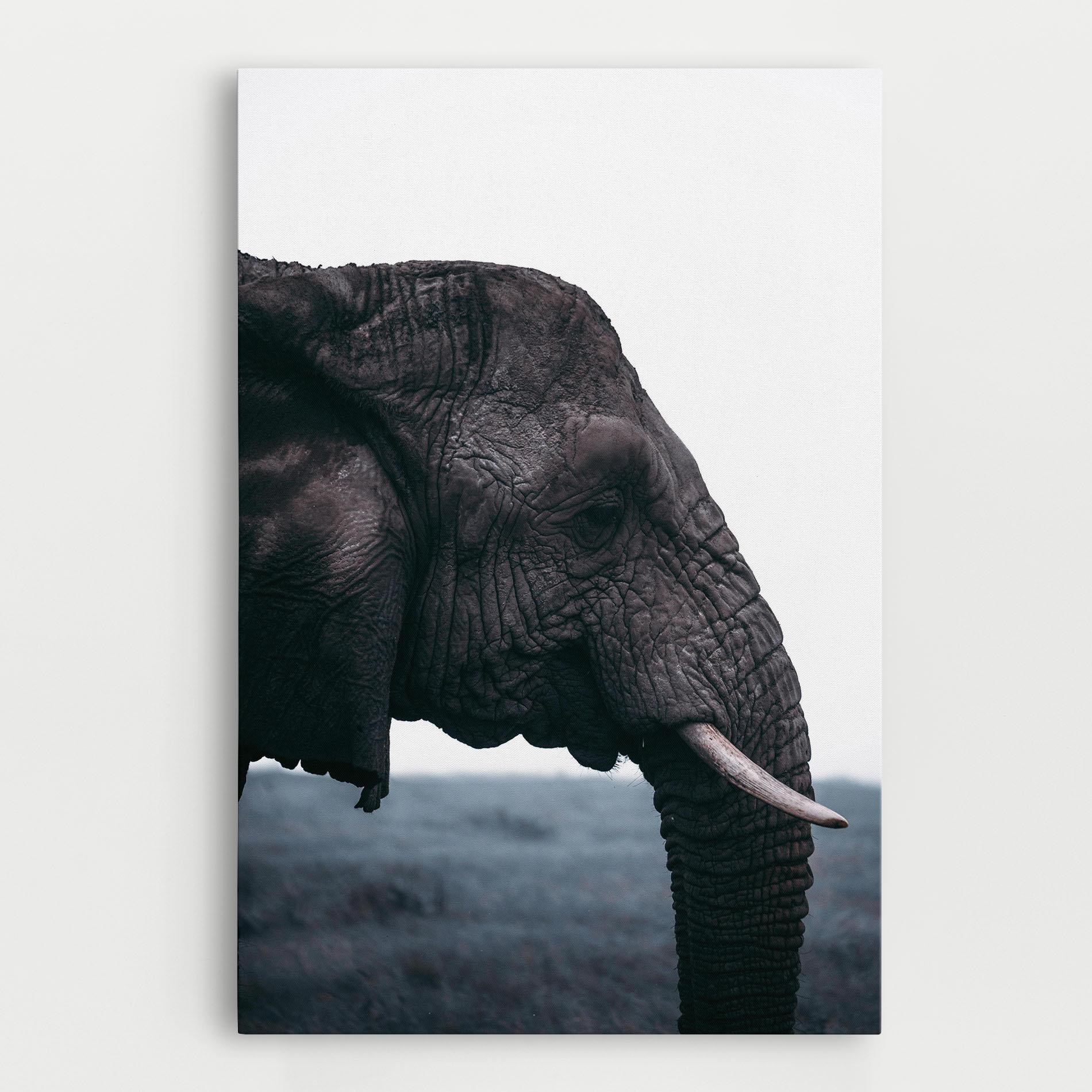 Vászonkép Close Grey Eelephant mockup 0