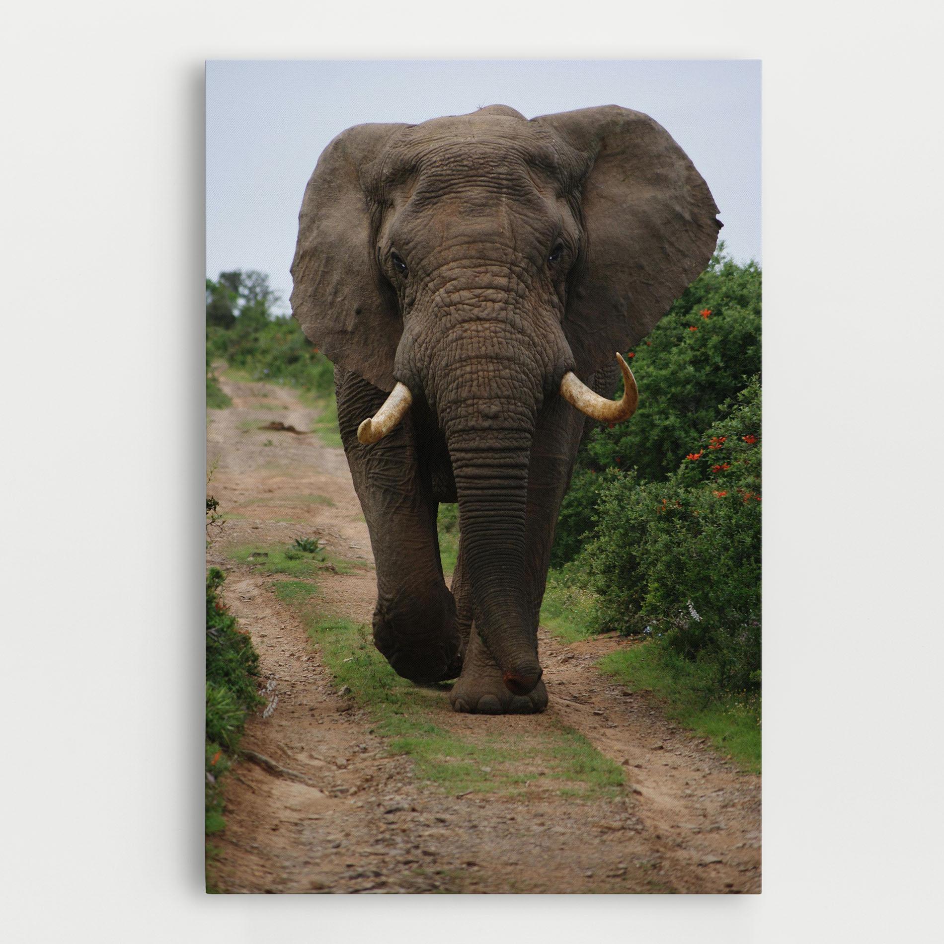 Vászonkép Elephant Safari mockup 0