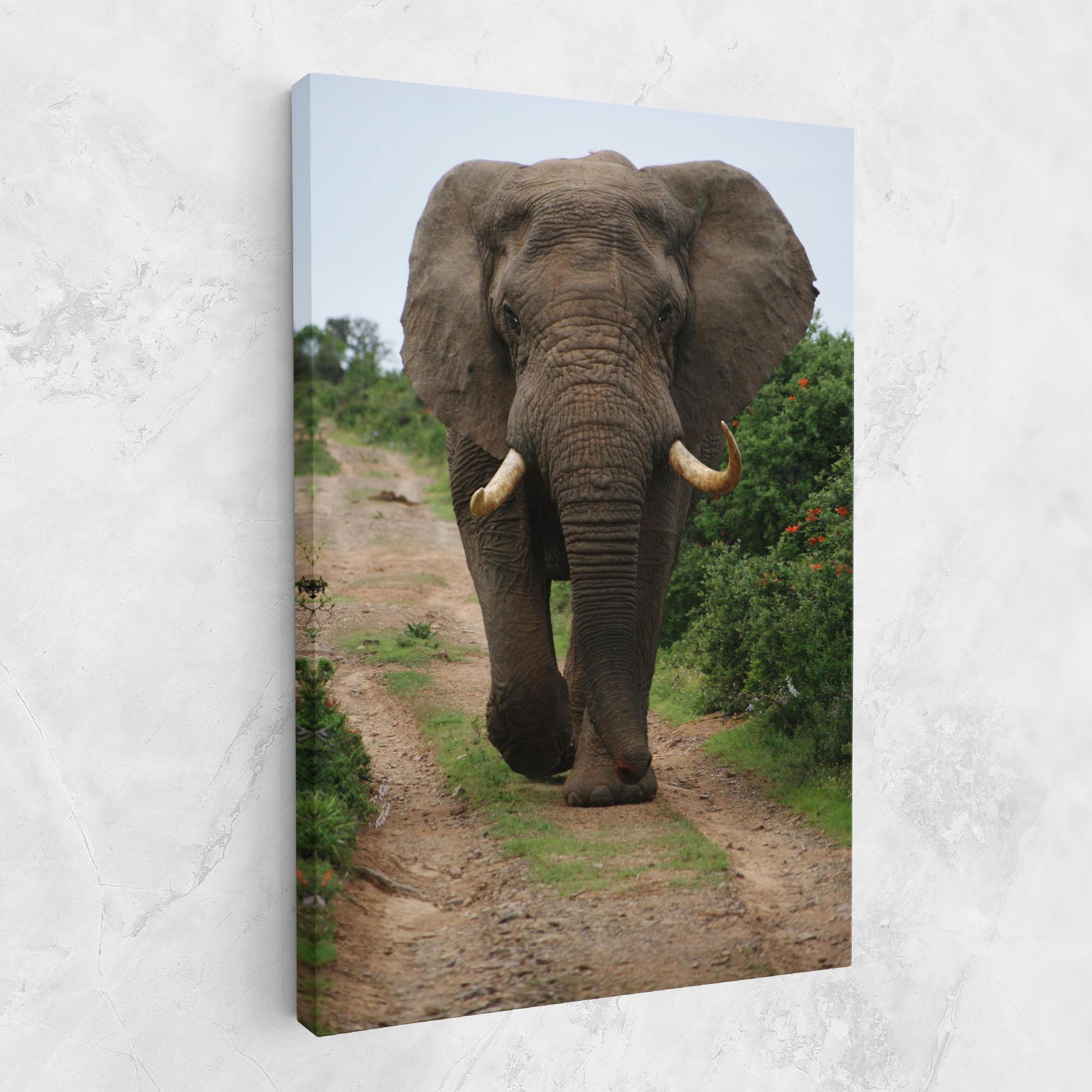 Vászonkép Elephant Safari mockup 1
