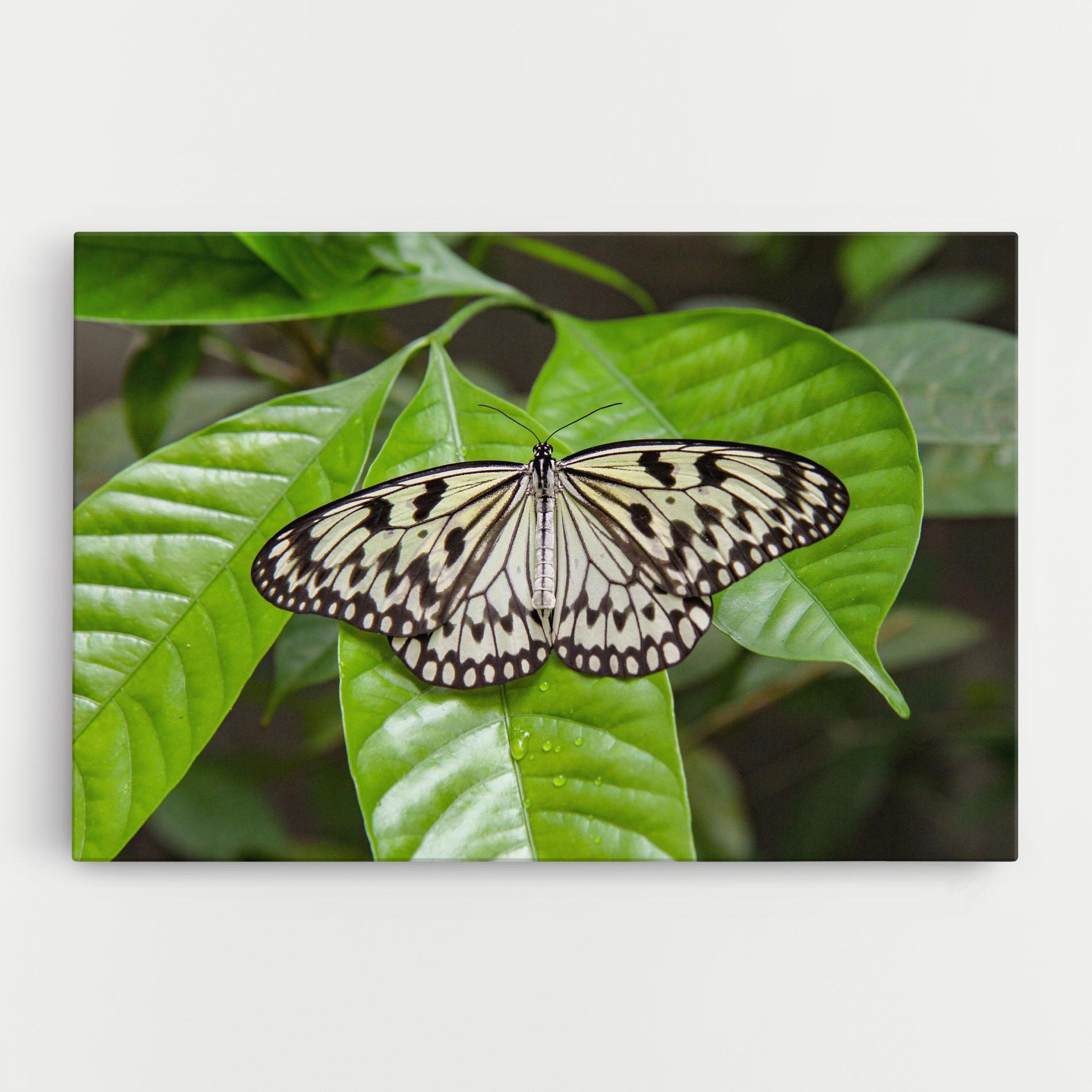 Vászonkép Beautiful White Butterfly mockup 0