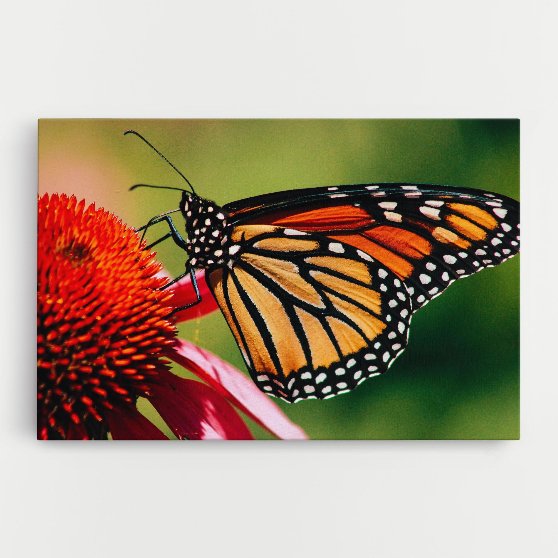 Vászonkép Big Orange Butterfly mockup 0