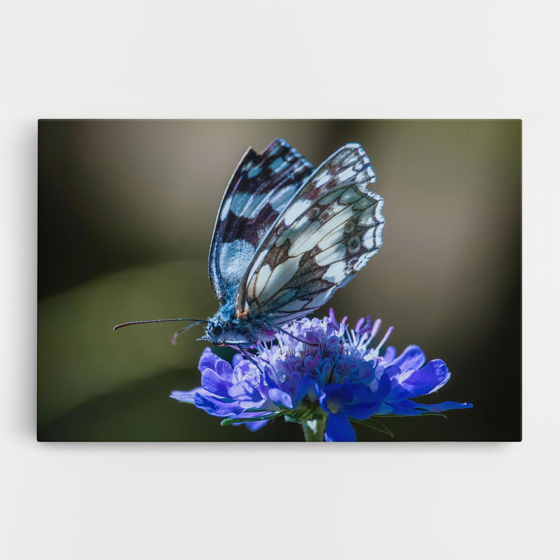 Vászonkép Blue Butterfly In Nature mockup 0
