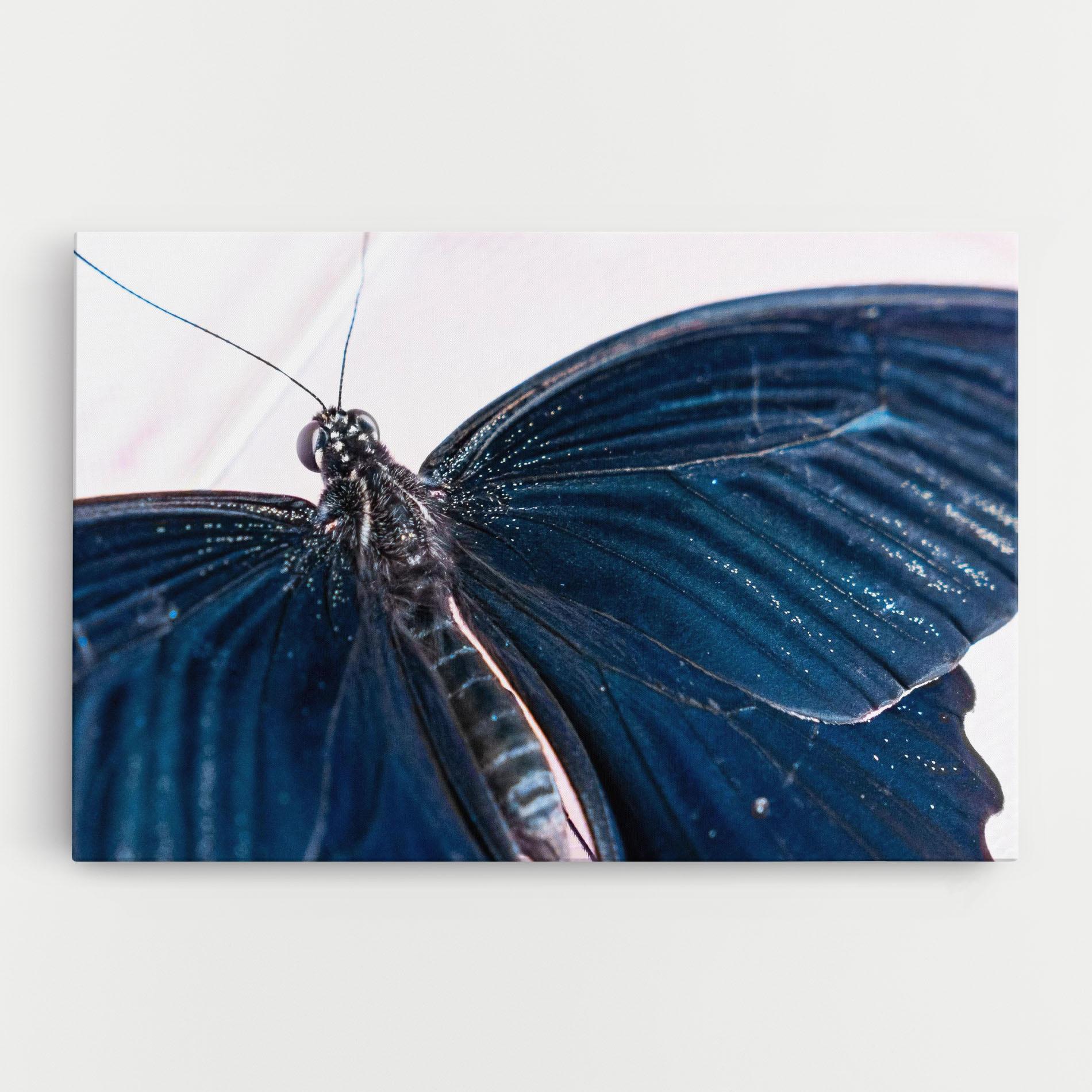 Vászonkép Blue Butterfly mockup 0