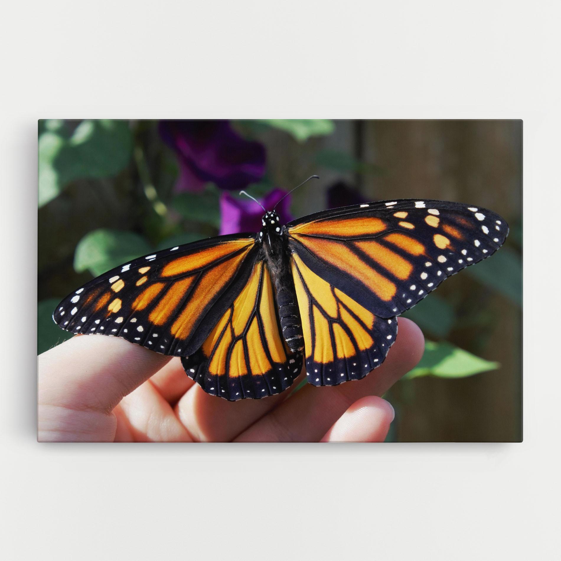 Vászonkép Open Orange Butterfly mockup 0