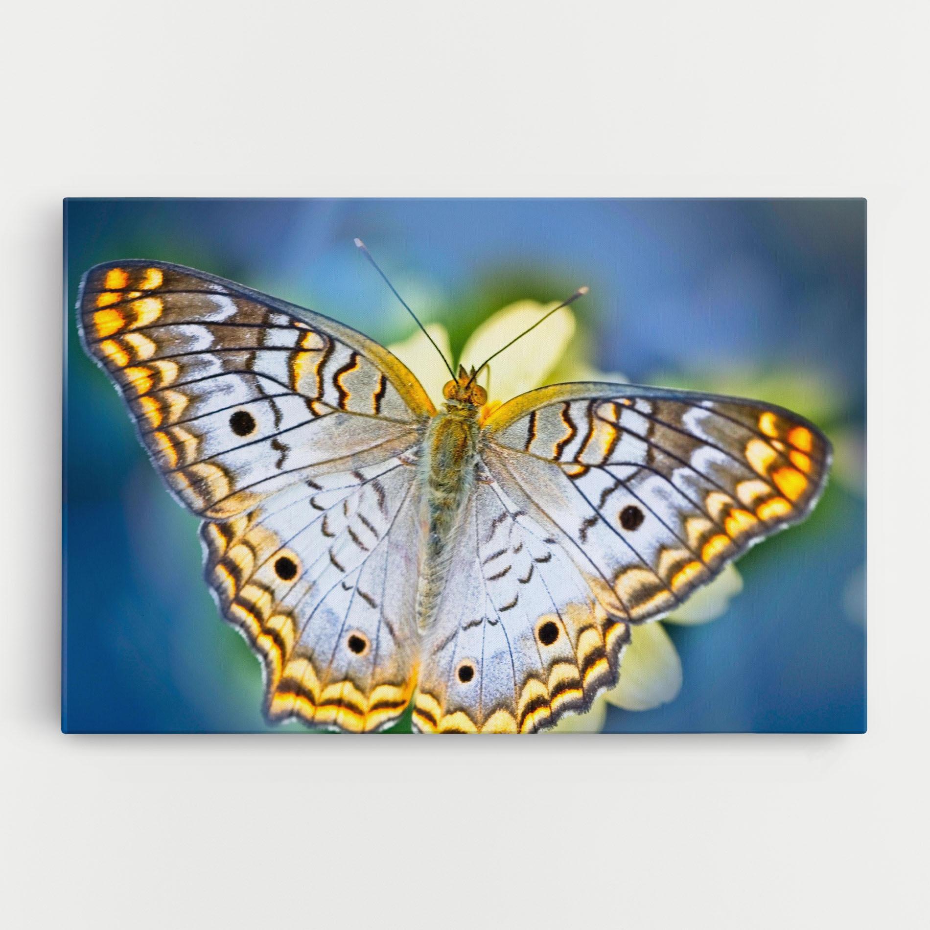 Vászonkép Yellow Grey Butterfly mockup 0