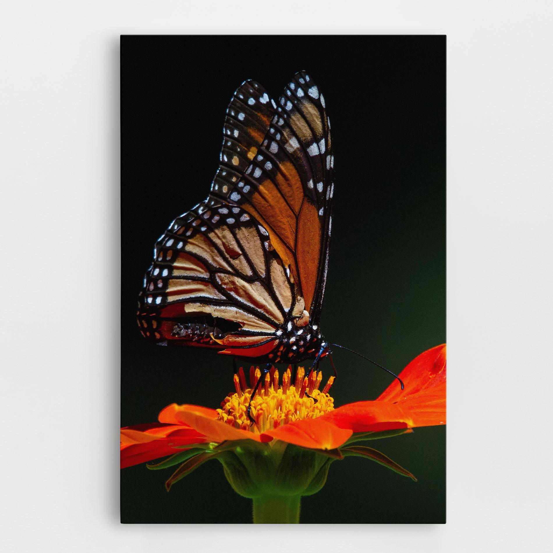 Vászonkép Dark Orange Butterfy mockup 0