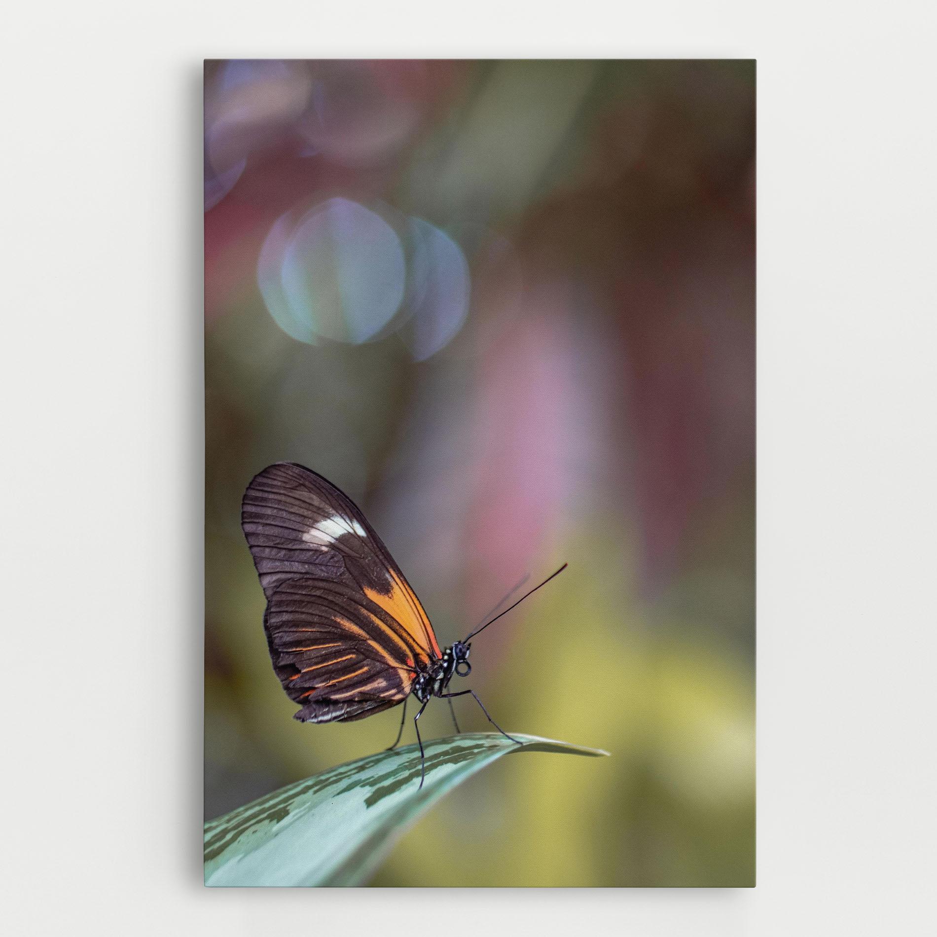 Vászonkép Dark Purple Butterfly mockup 0