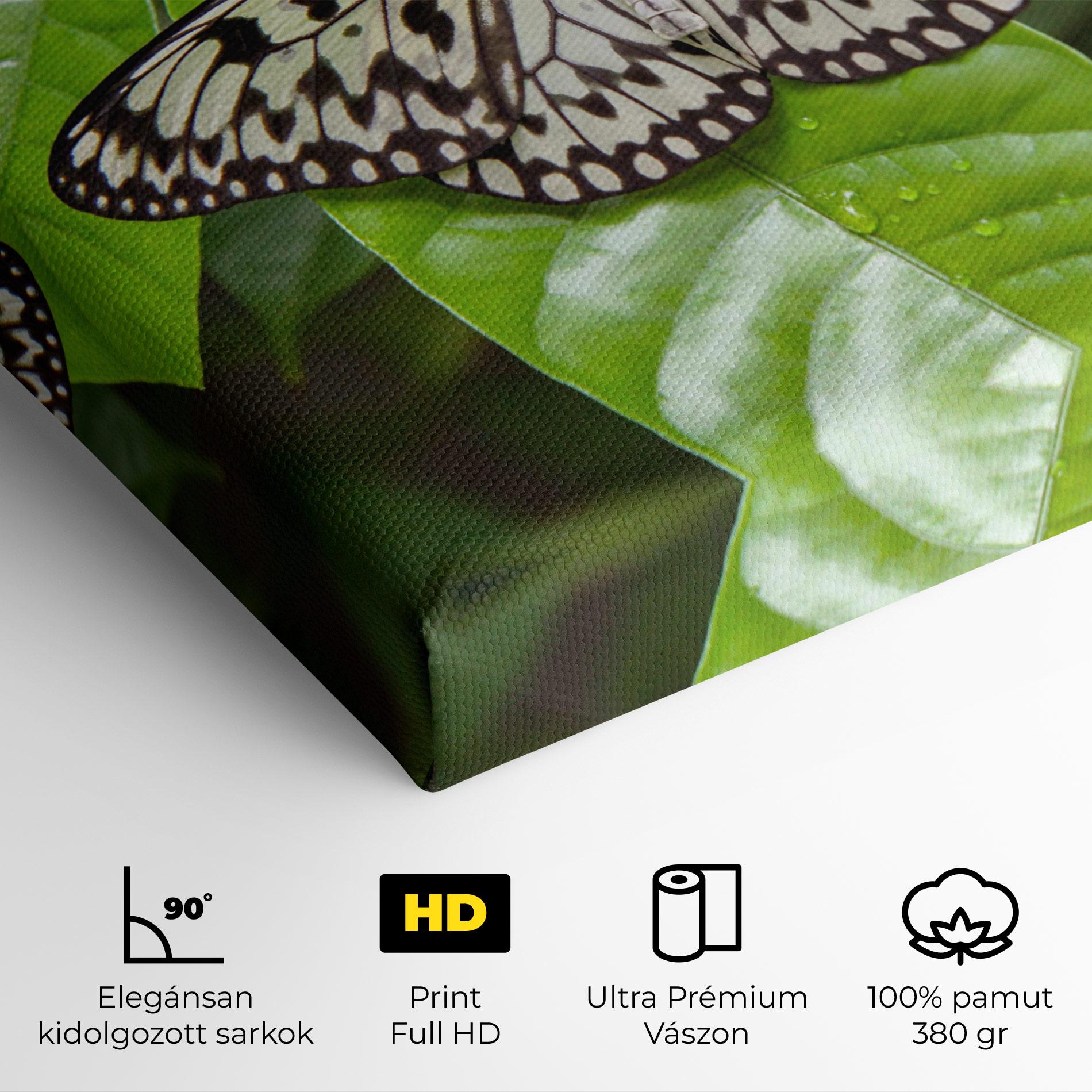 Vászonkép Beautiful White Butterfly mockup 4