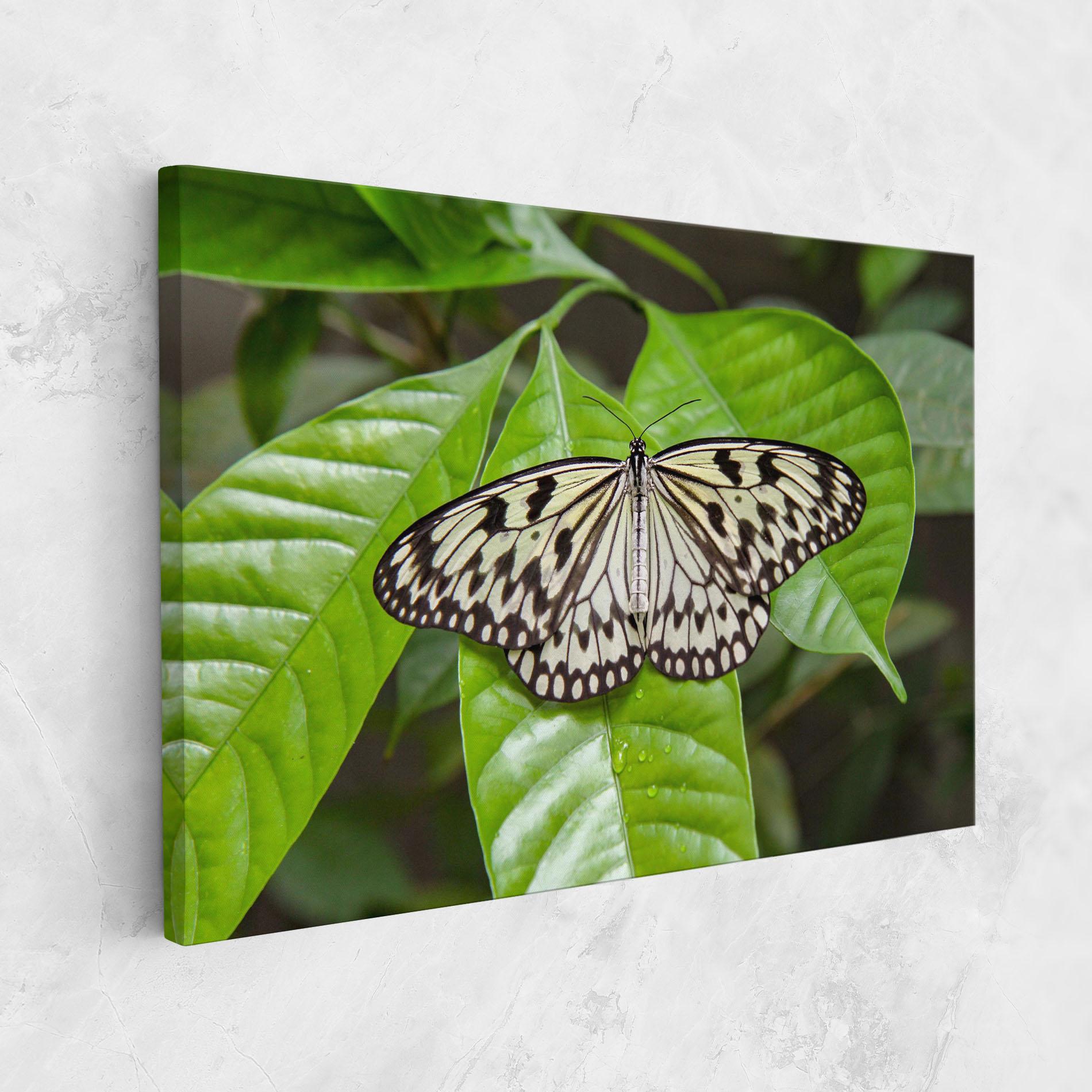 Vászonkép Beautiful White Butterfly mockup 1